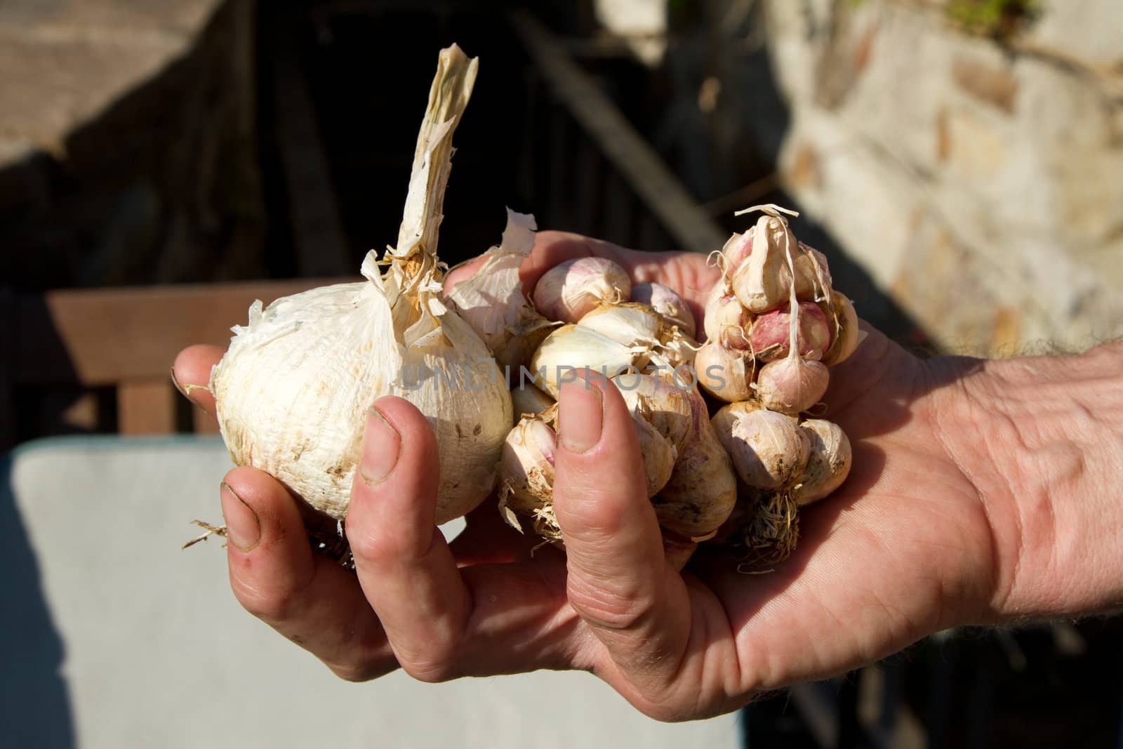 Hand full of garlic. by richsouthwales