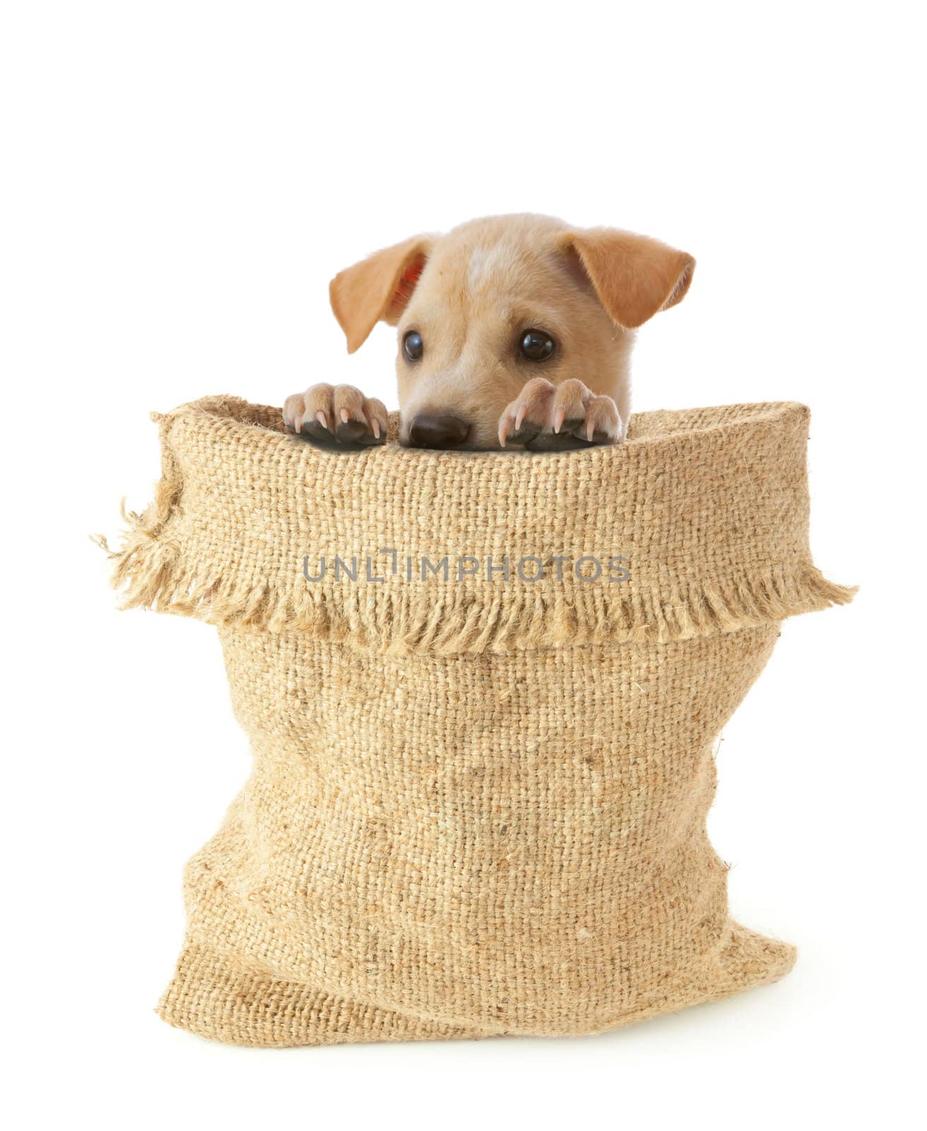 Puppy dog with bag from a sacking on a white background.