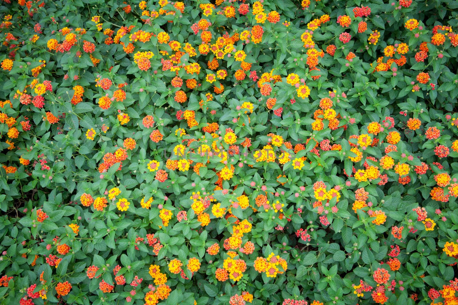 field of orange flower as the background