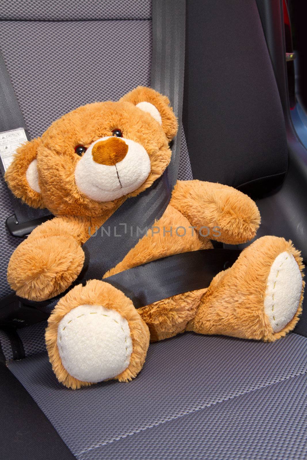 Teddy Bear buckled with safety belt in a car 