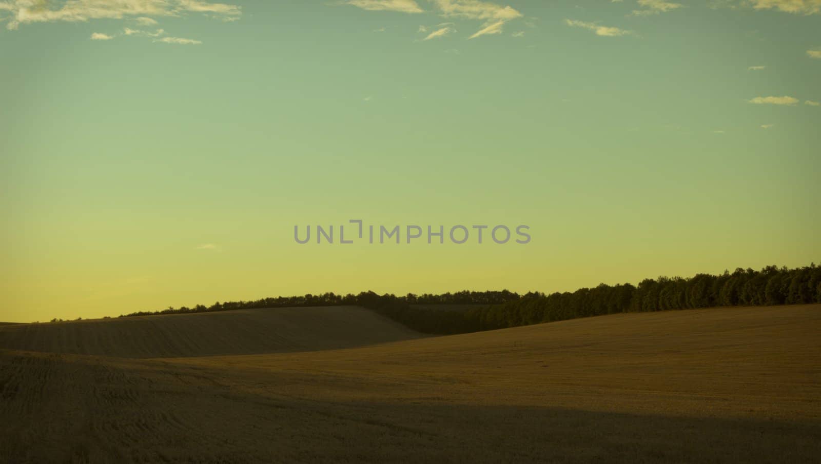 nice image of evening summer cereal field with trees