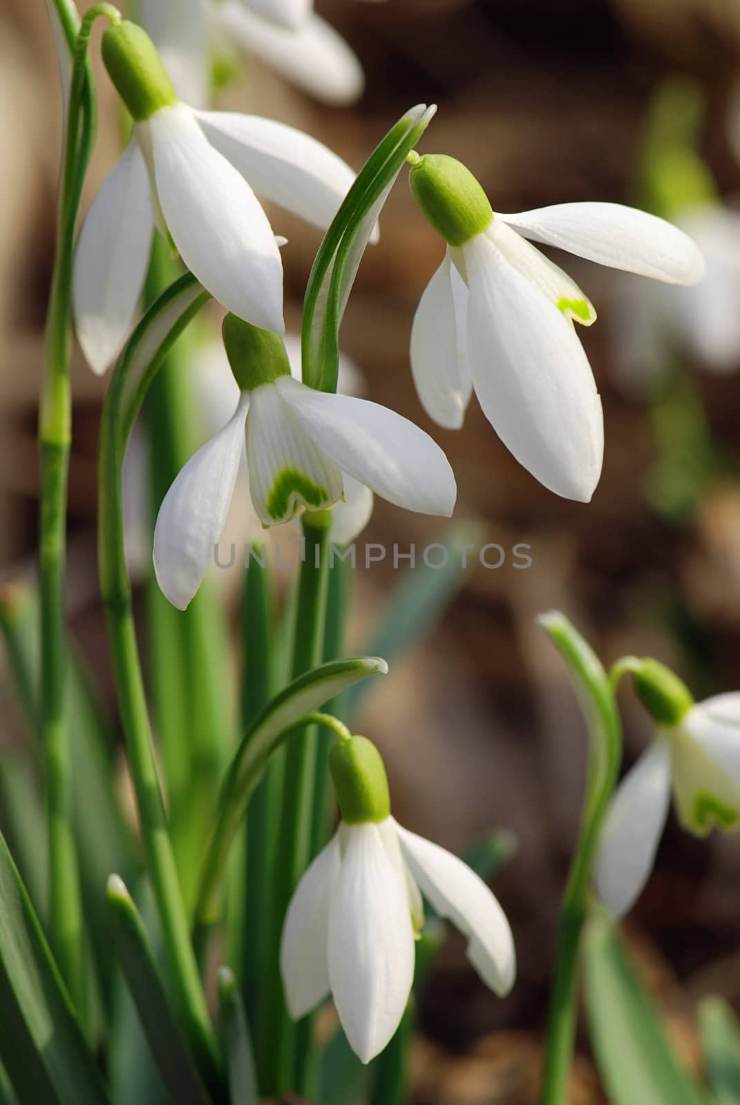 Fresh snowdrop flowers having just grown from old dry leaves 