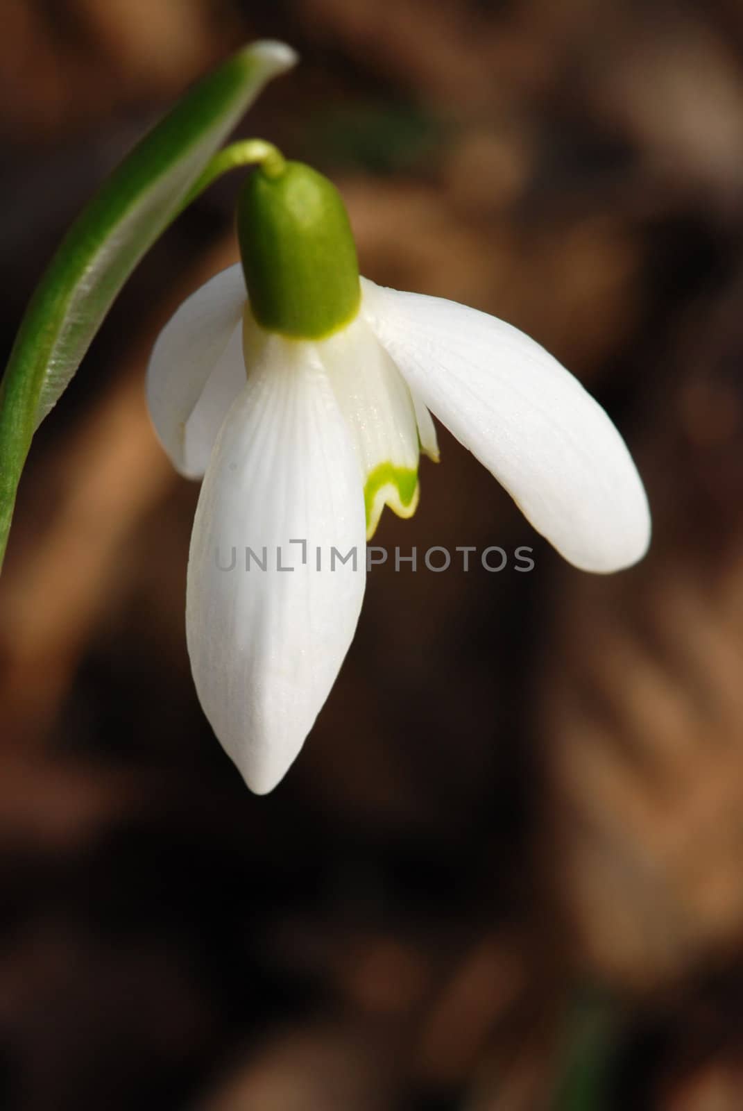 Macro of a fresh snowdrop flower having just grown from old dry leaves 