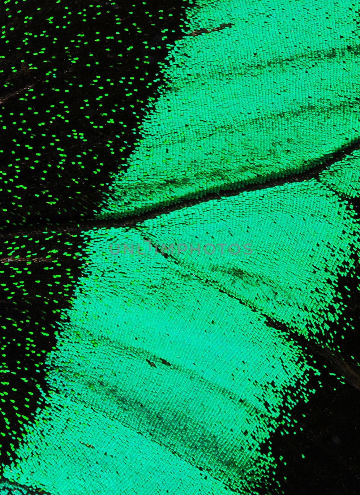 Super macro photo of beautiful butterfly wing with azure color and veins