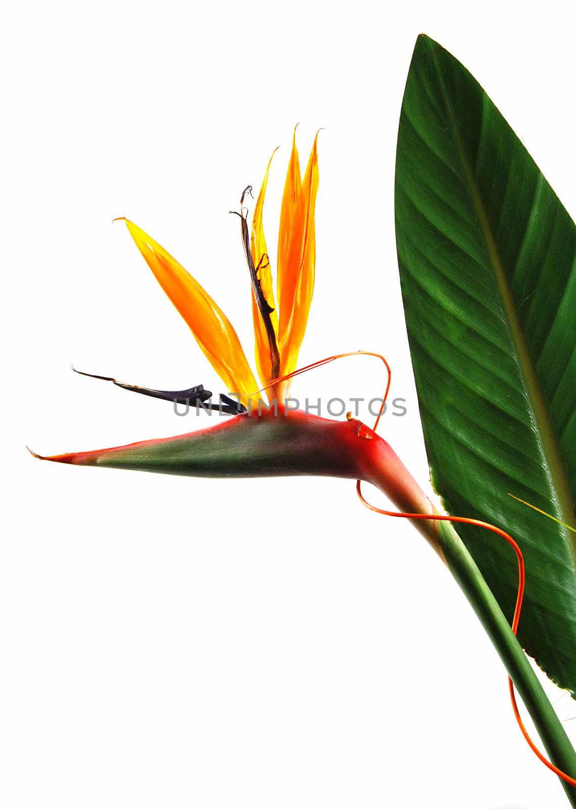 Bird of paradise flower (strelitzia) isolated on white background