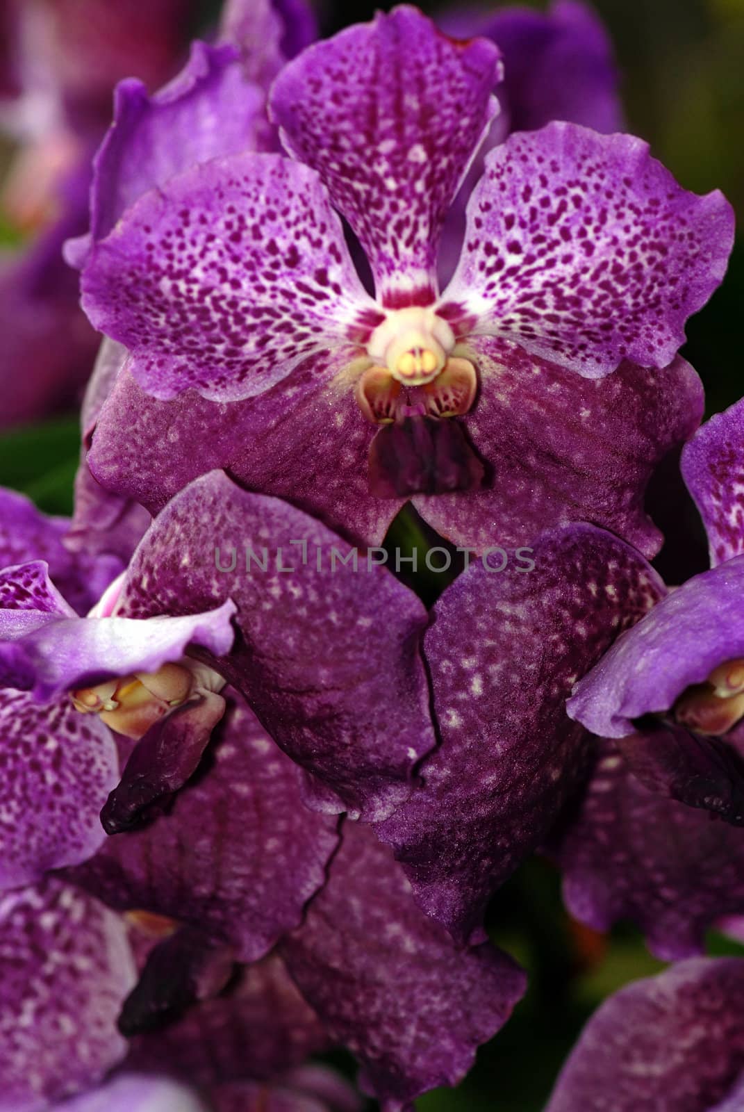 Beautiful purple orchid by fyletto