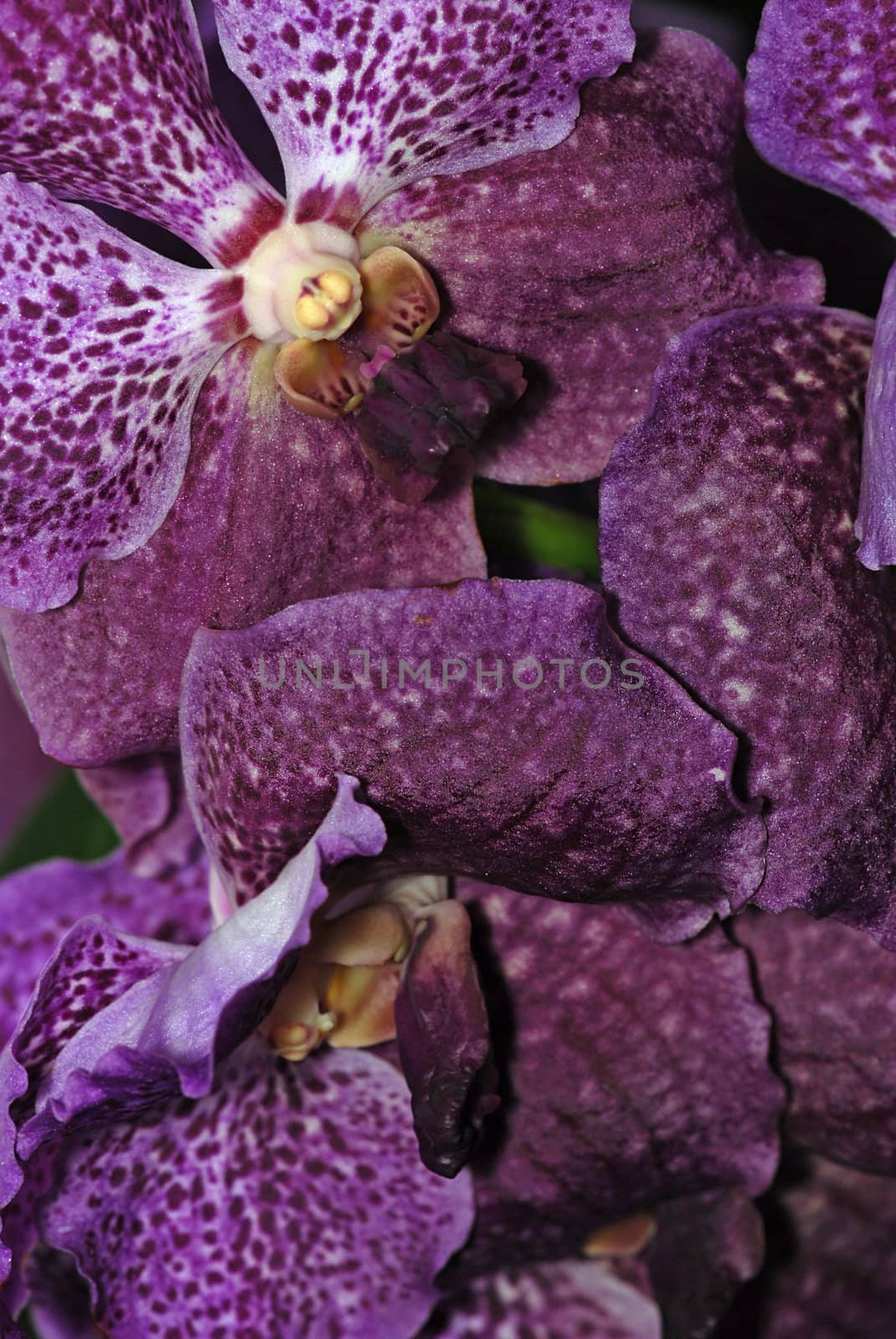 Beautiful floral background of dark purple orchids