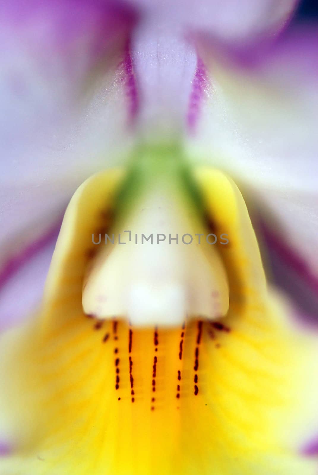 Macro of a beautiful orchid  background - abstract DOF