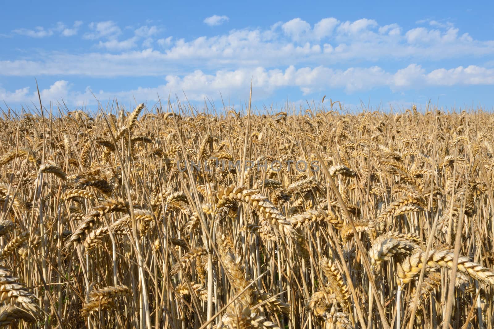 Field of wheat in Sun ready to harvest