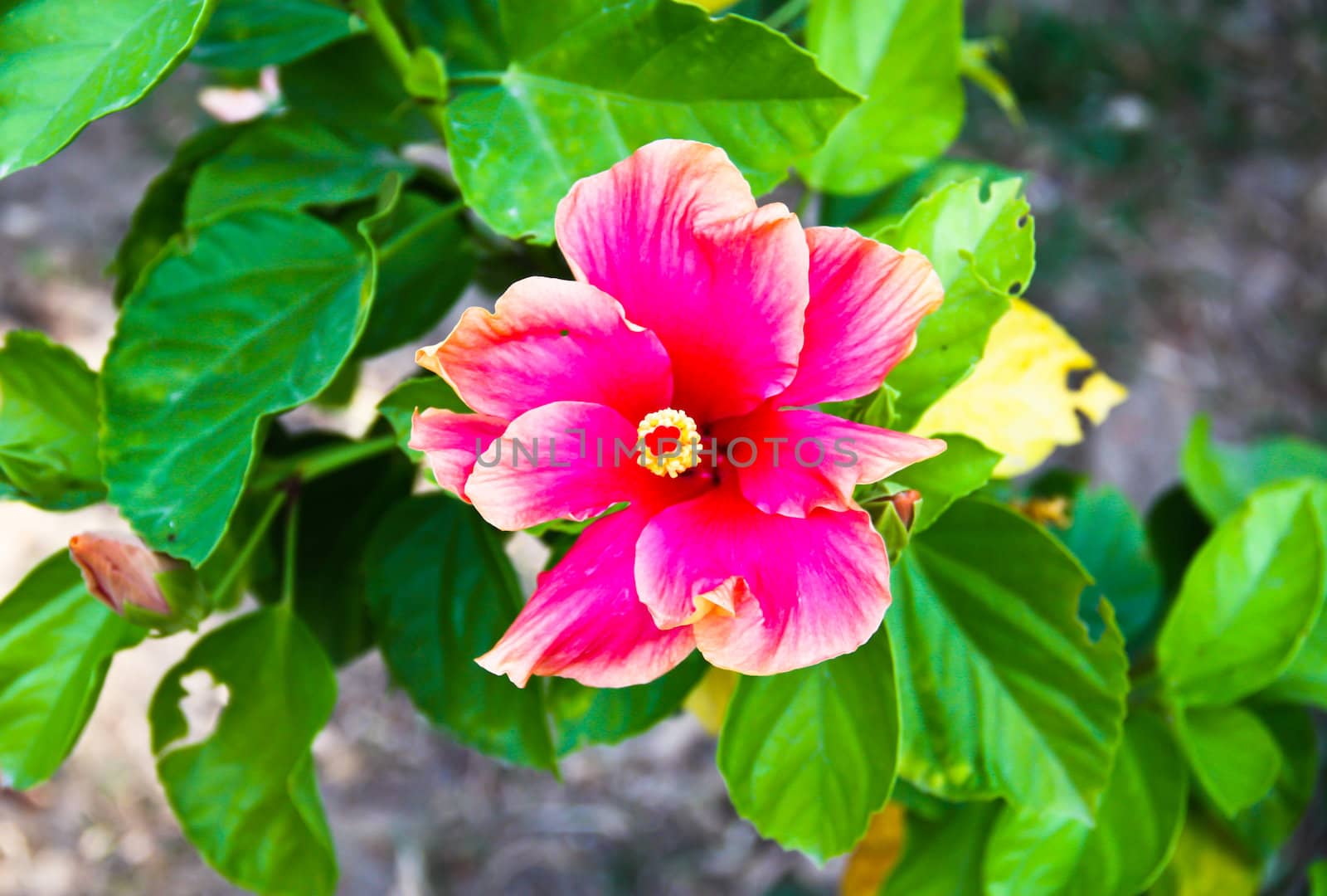 Flowers that hang down from the trunk. Pink flowers.