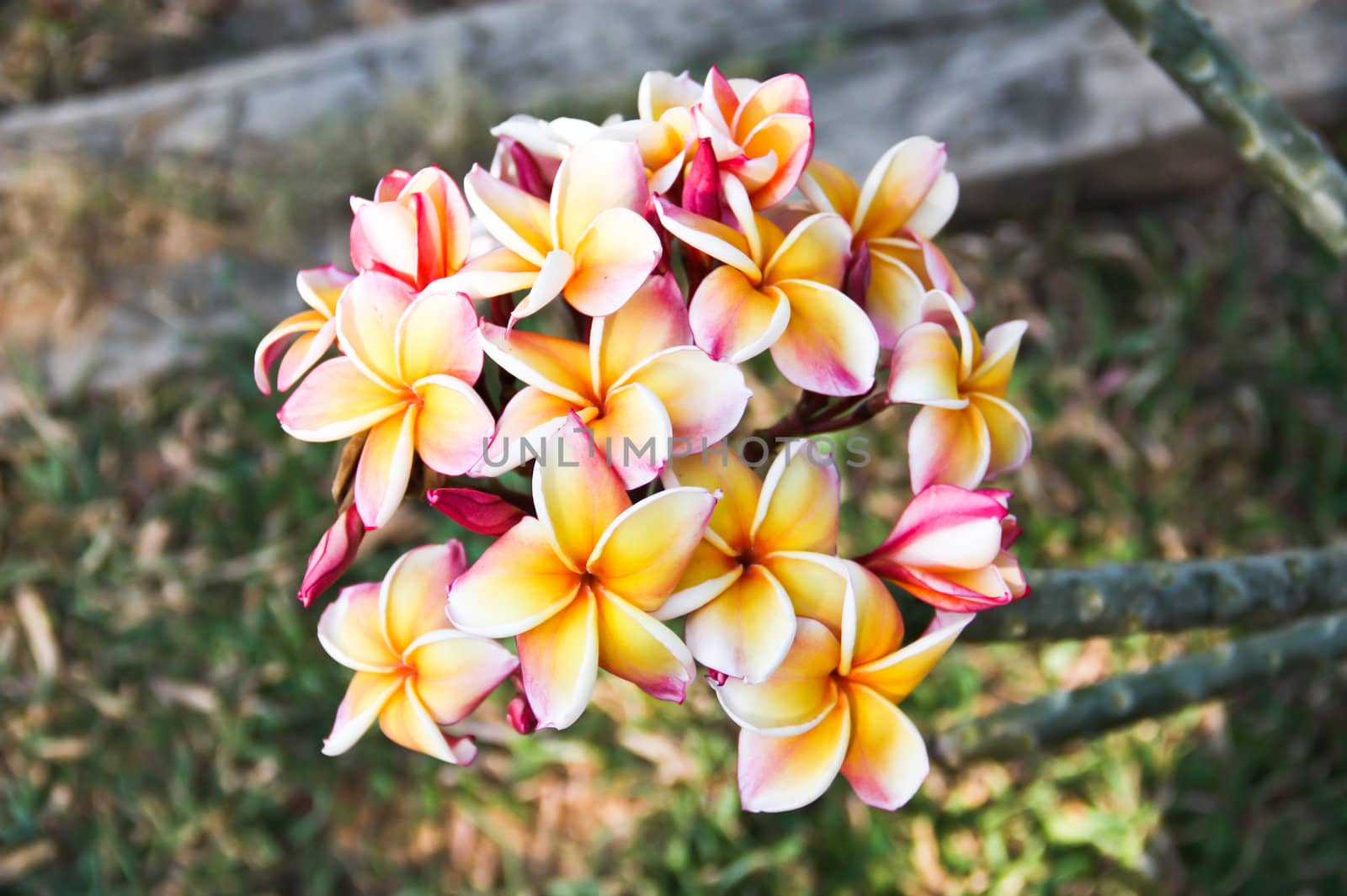 Flowers that hang down from the trunk. Pink flowers with yellow.