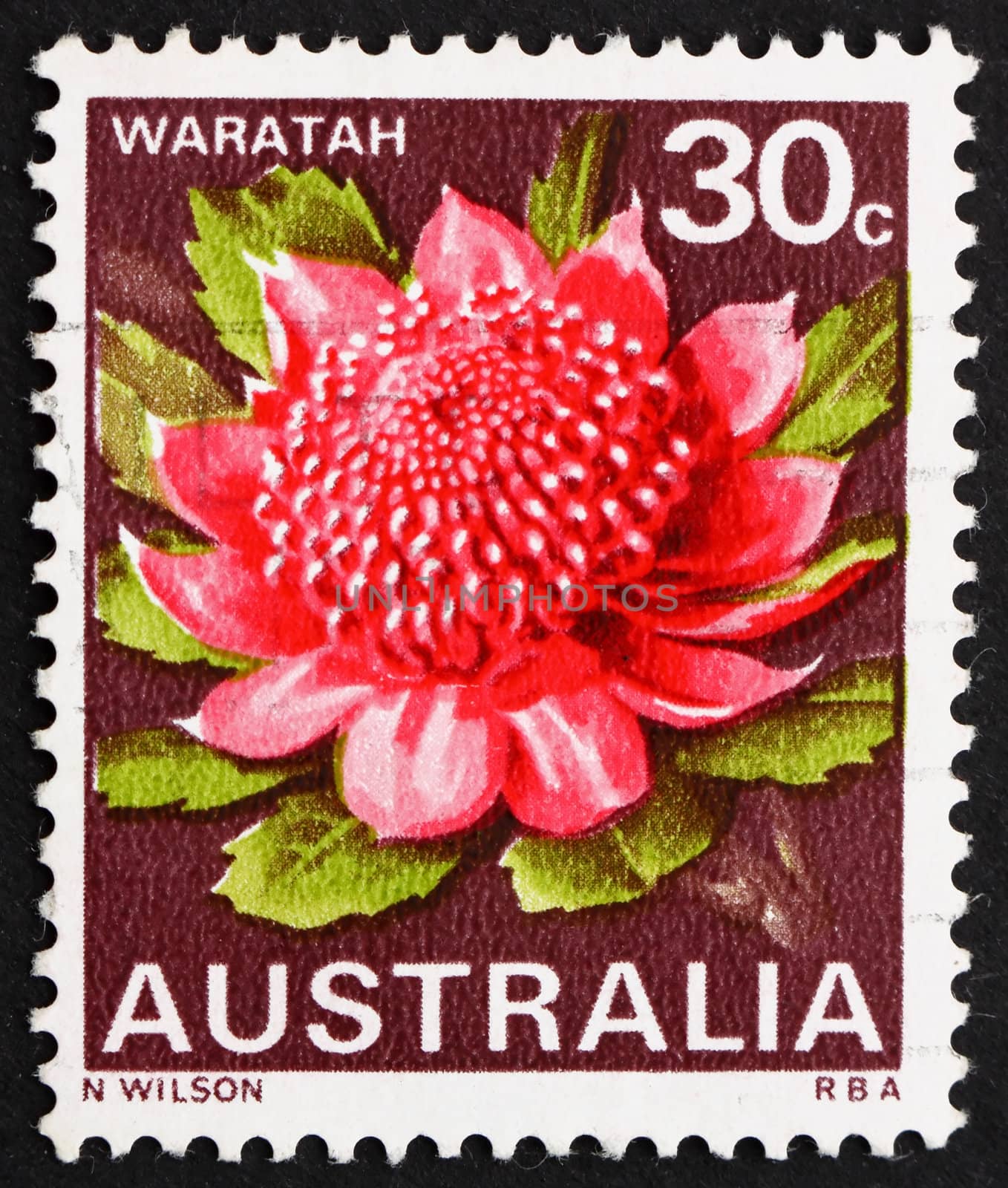 AUSTRALIA - CIRCA 1968: a stamp printed in the Australia shows Waratah, New South Wales, State Flower, circa 1968