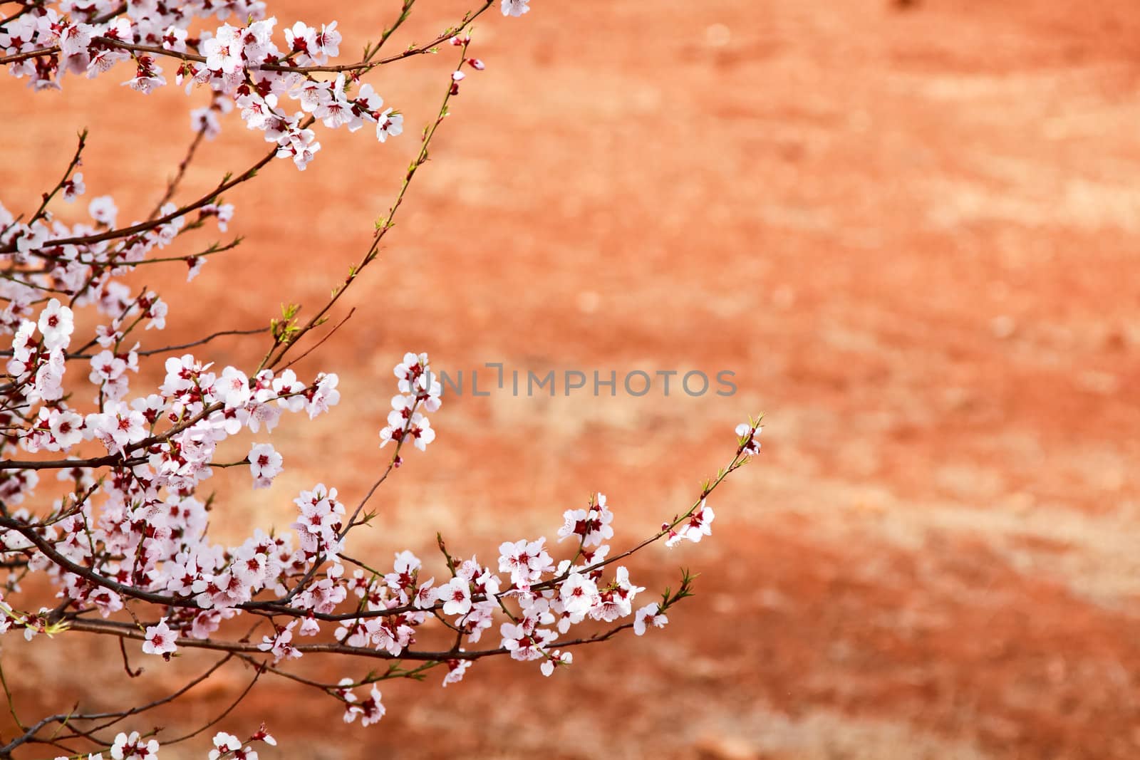 Branch sakura or cherry blossom flower with soil background