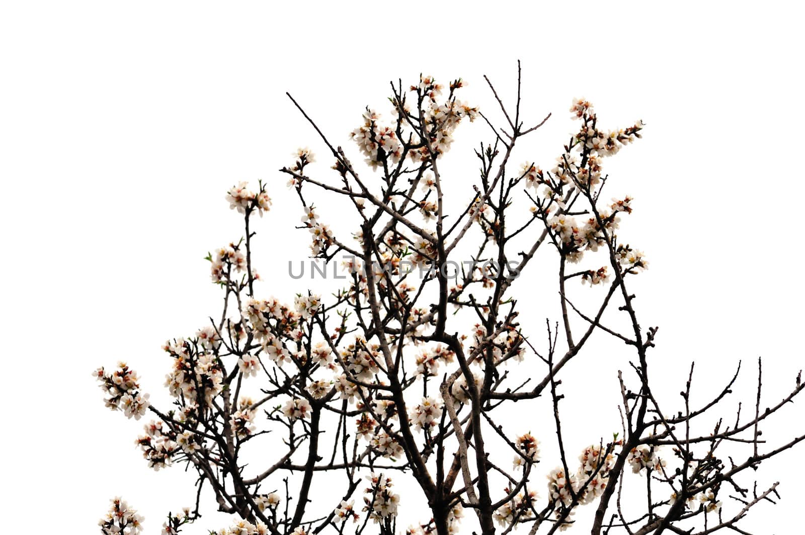 Blooming almond tree branches on white background. Spring season abstract.