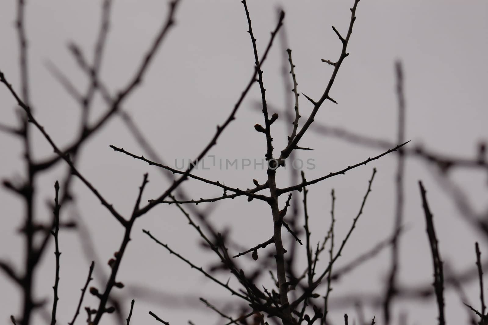 Branches silhouette macro and gray winter sky. Selective focus.