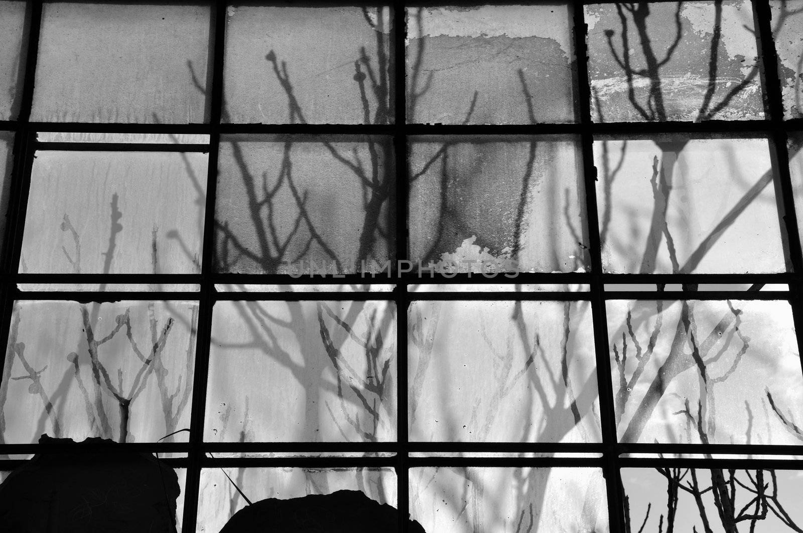 Tree branches shadow on broken stained factory window glass. Black and white.