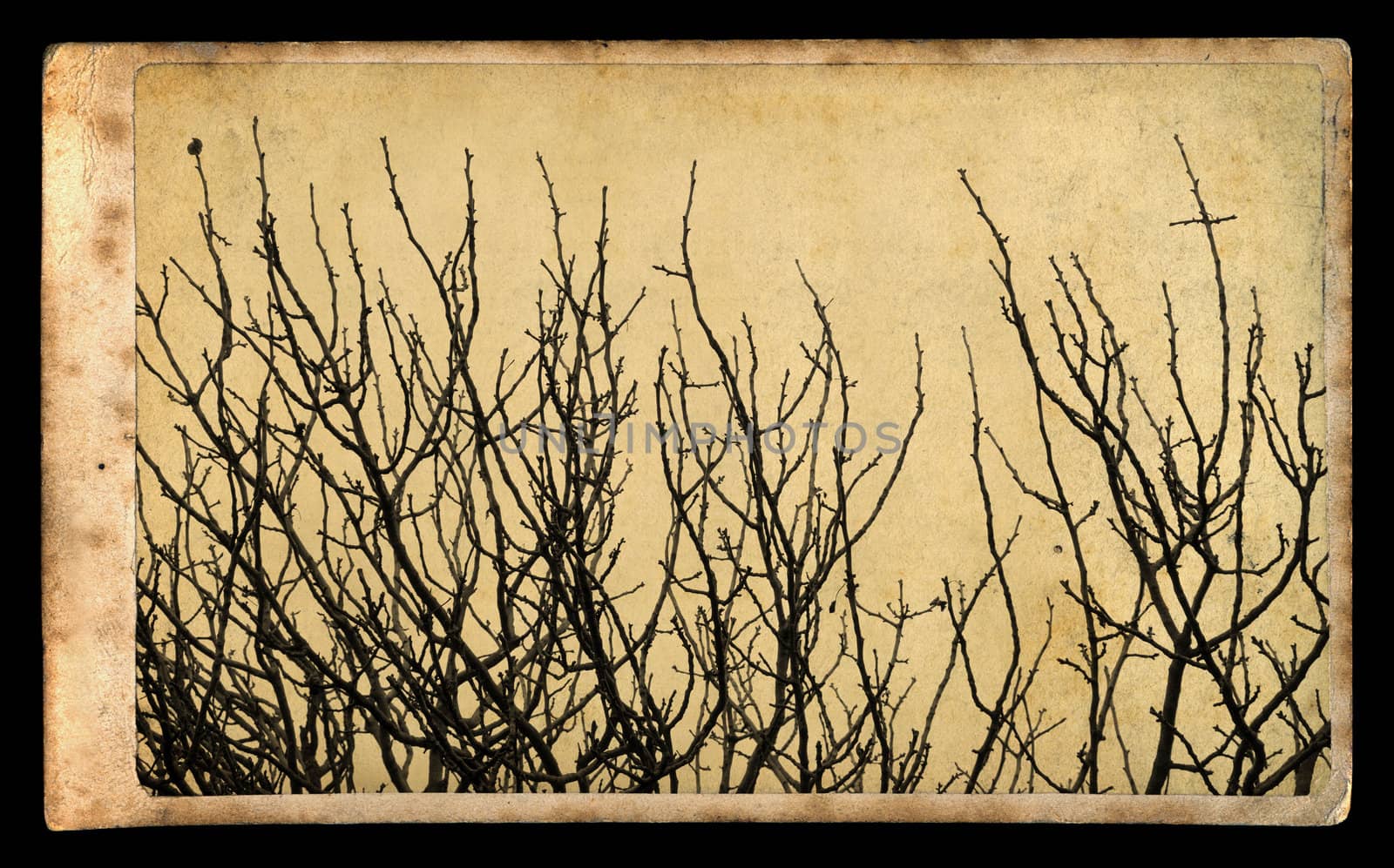 Antique style photograph of tree branches on vintage paper.