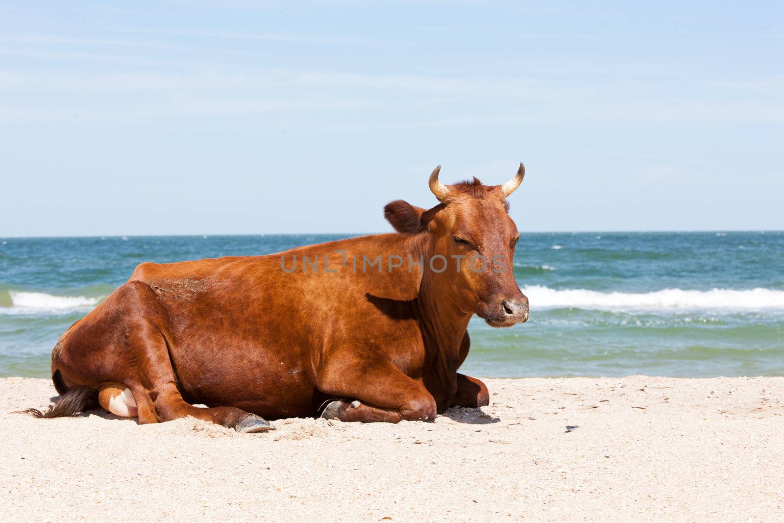 brown cow on the sandy sea bech