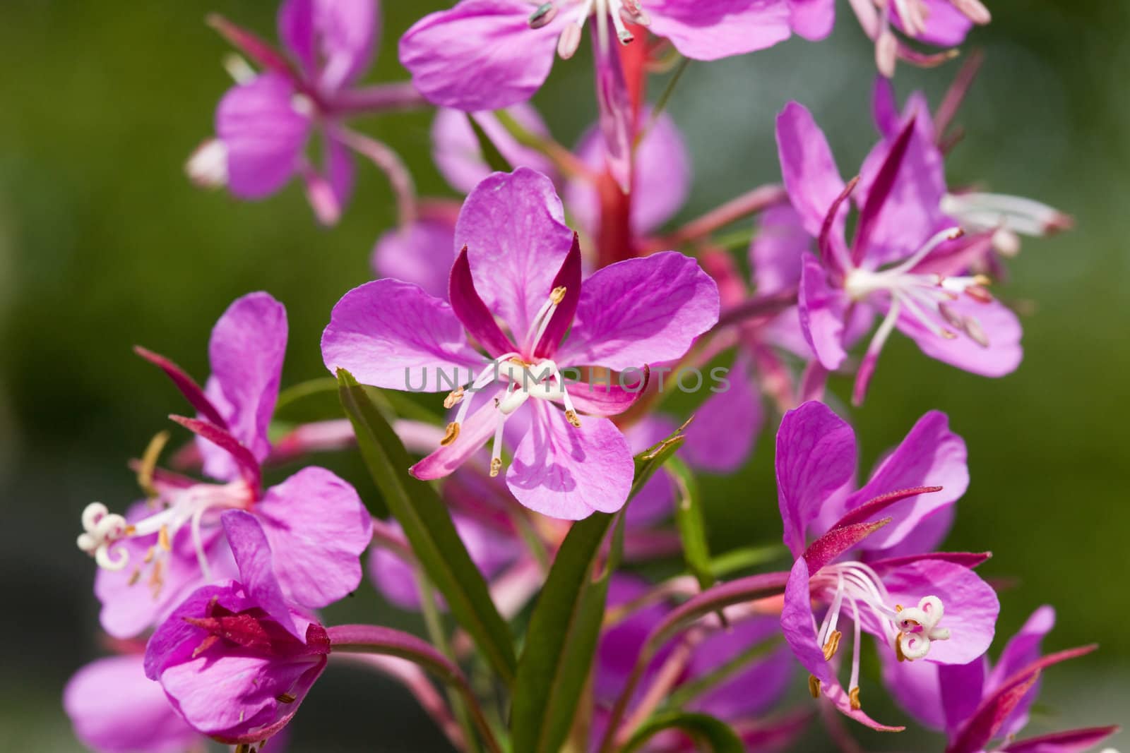 Flower willow-herb close-up of tea in the natural environment