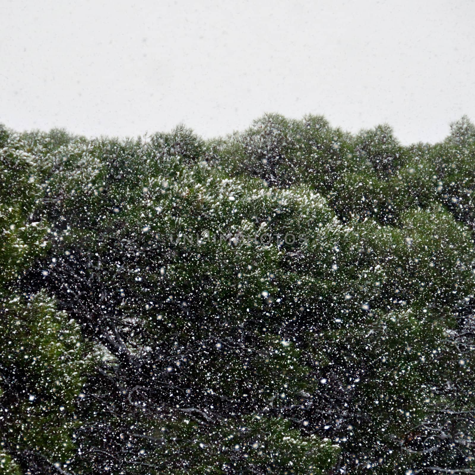 Dense snow storm in pine tree forest. Nature winter abstract.
