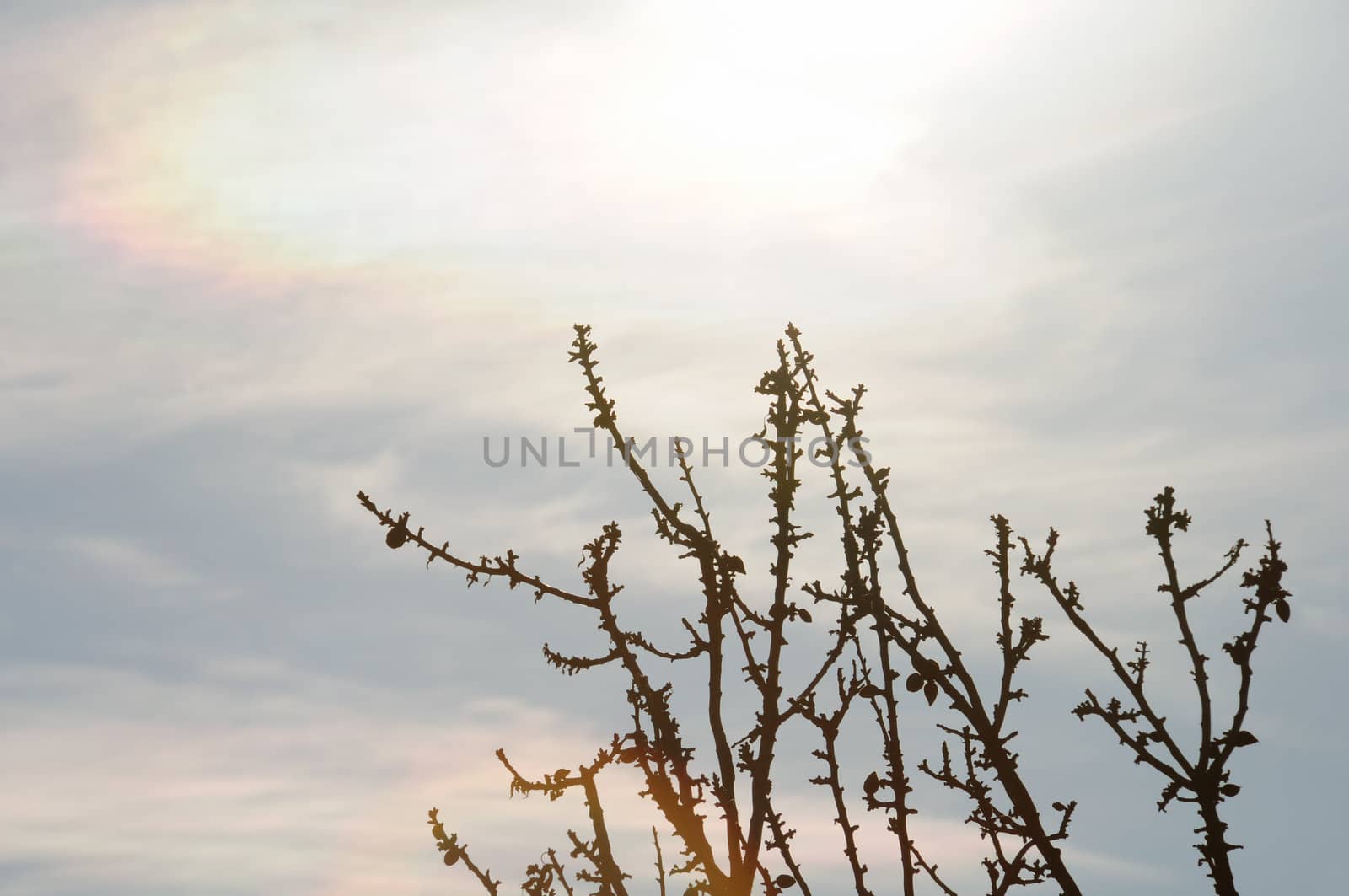 Tree branches under fading sunlight. Daydream abstraction.