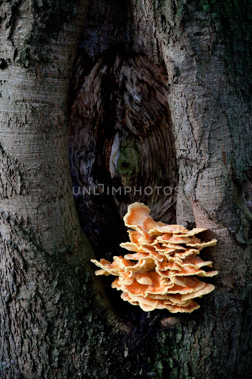 orange sulfur fungus on trunk of beech tree