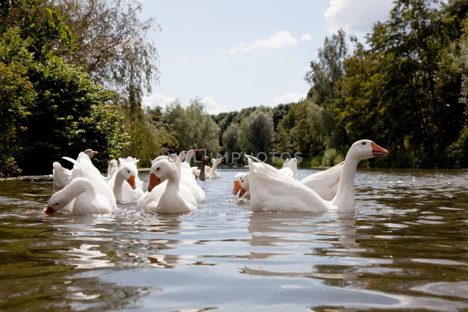 flock of white geese swimming in the river Kromme Rijn near Utrecht in The Netherlands