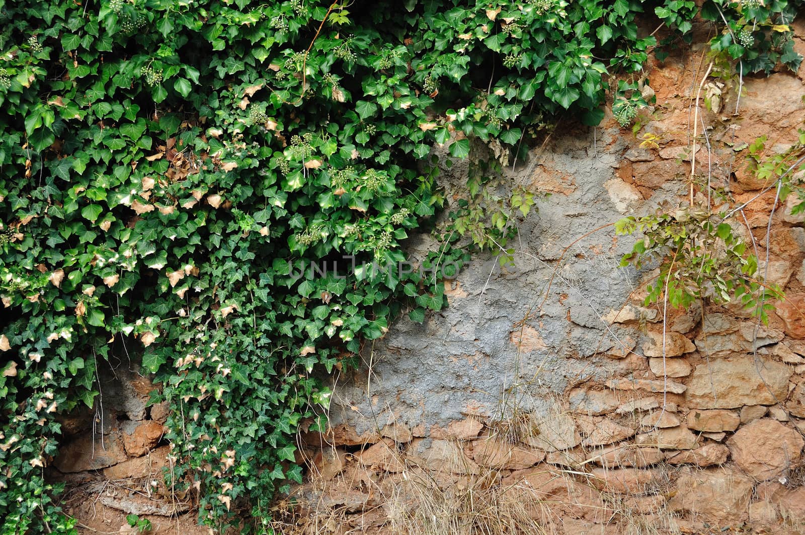 Green ivy plant growing on old grungy stone wall. Background texture.