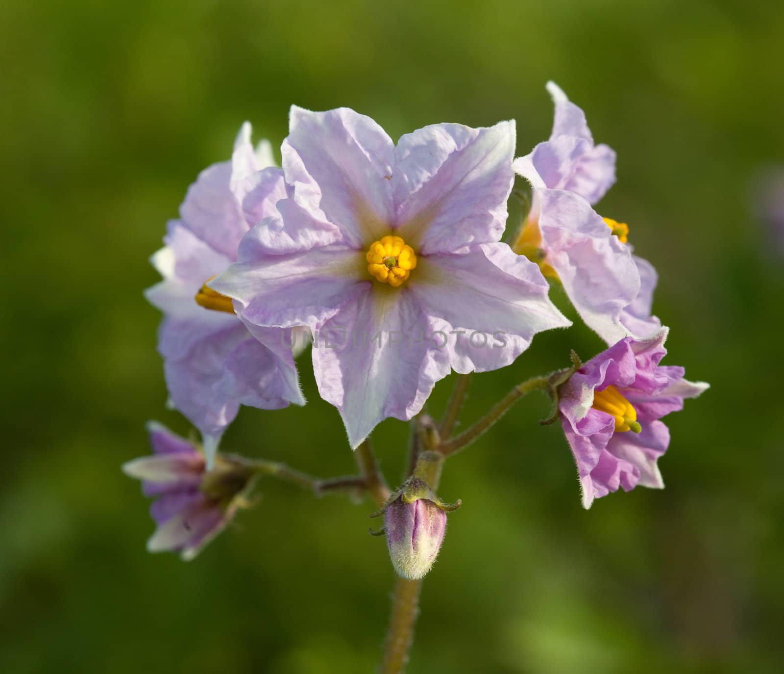 inflorescence potatoes under natural conditions in sunlight. (Solanum tuberosum)