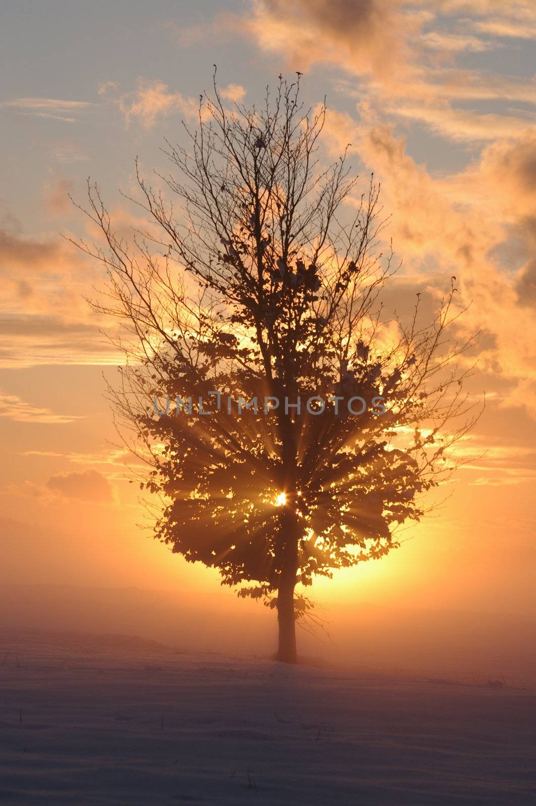 a romantic misty winter sunset with tree