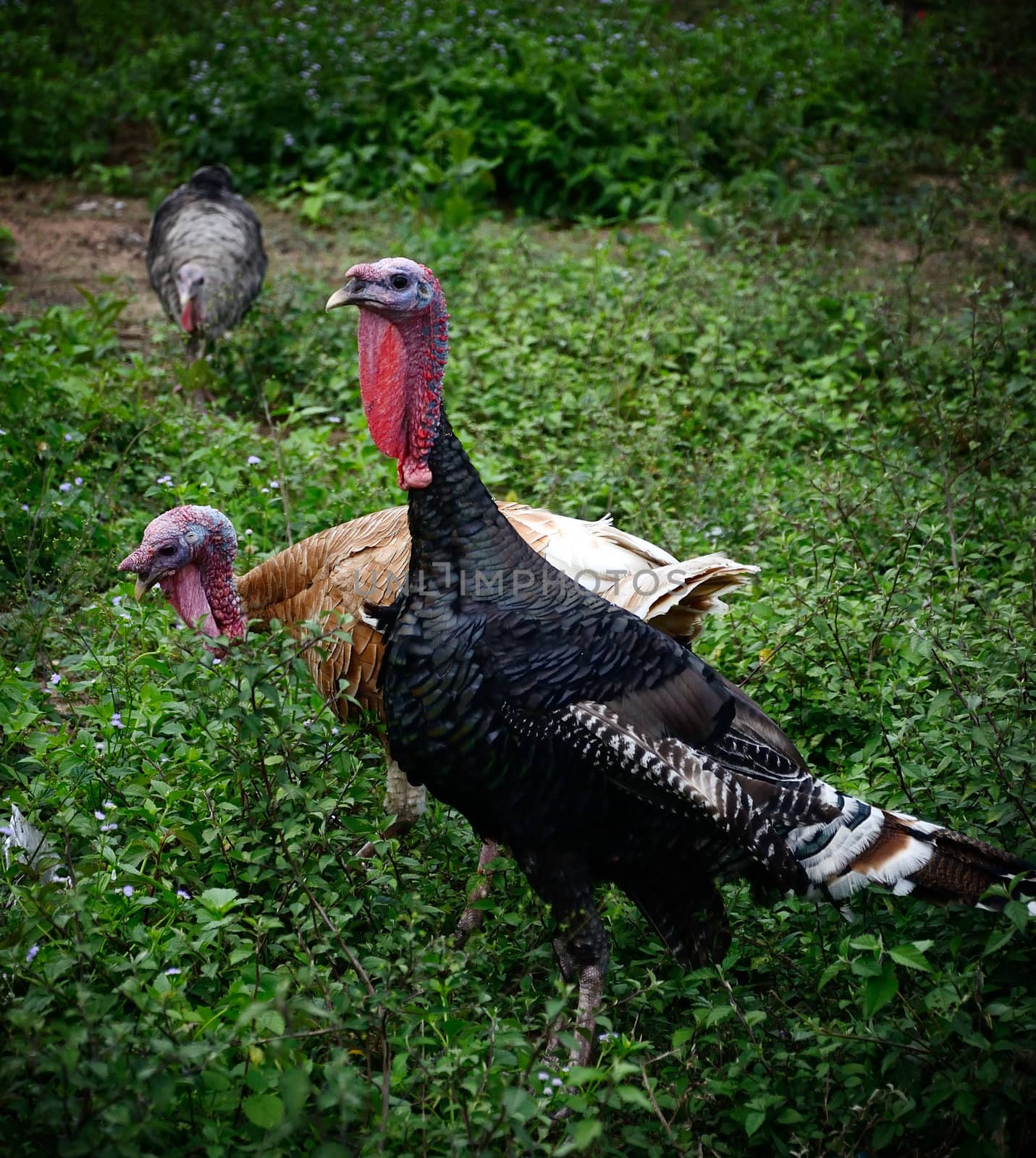 Turkey with green field in countryside of Thailand