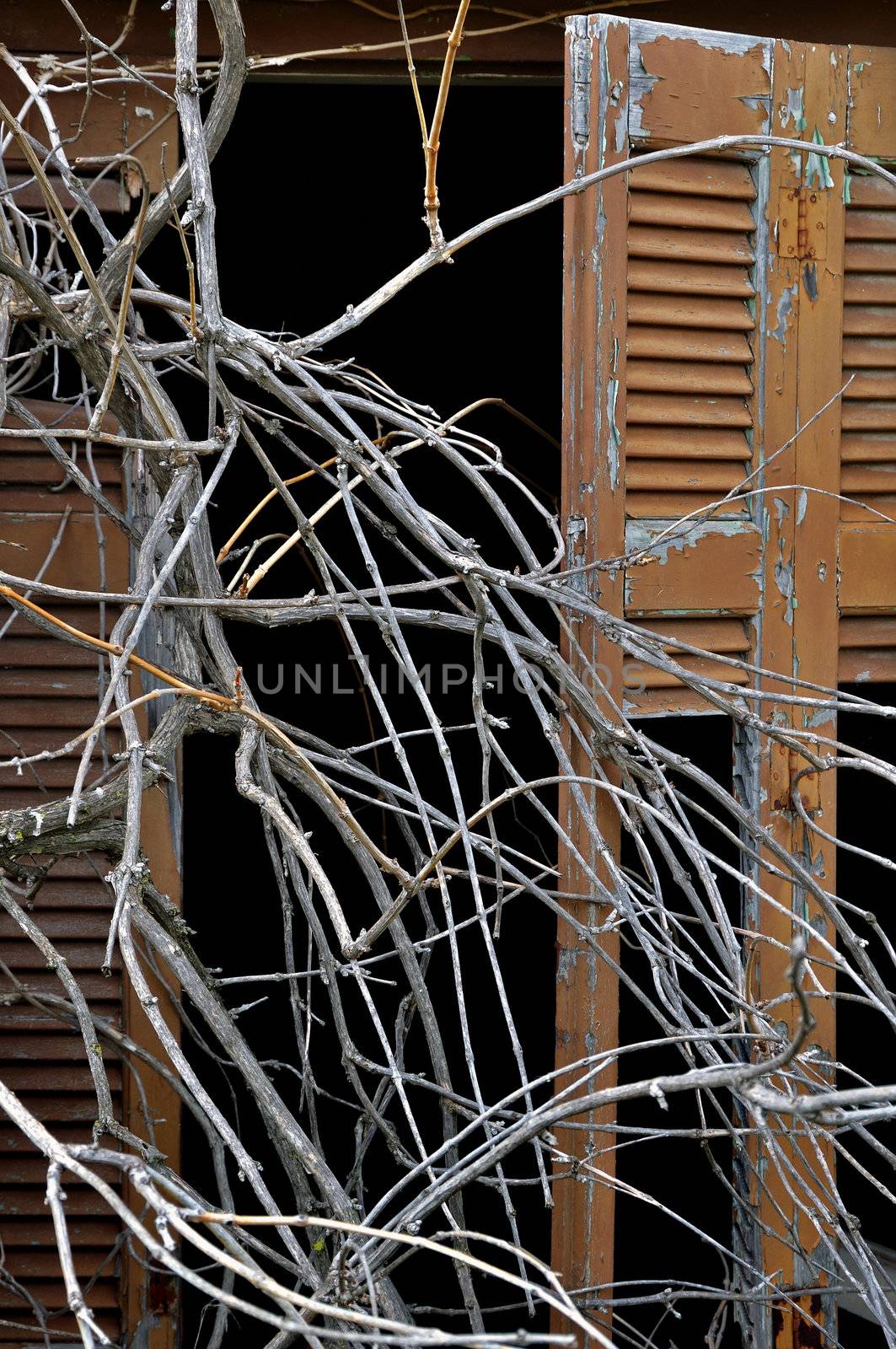 Overgrown tangled tree branches and broken window shutter of derelict house.