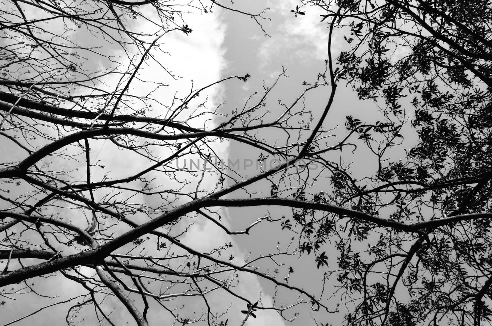 Tangled tree branches abstract background. Black and white.