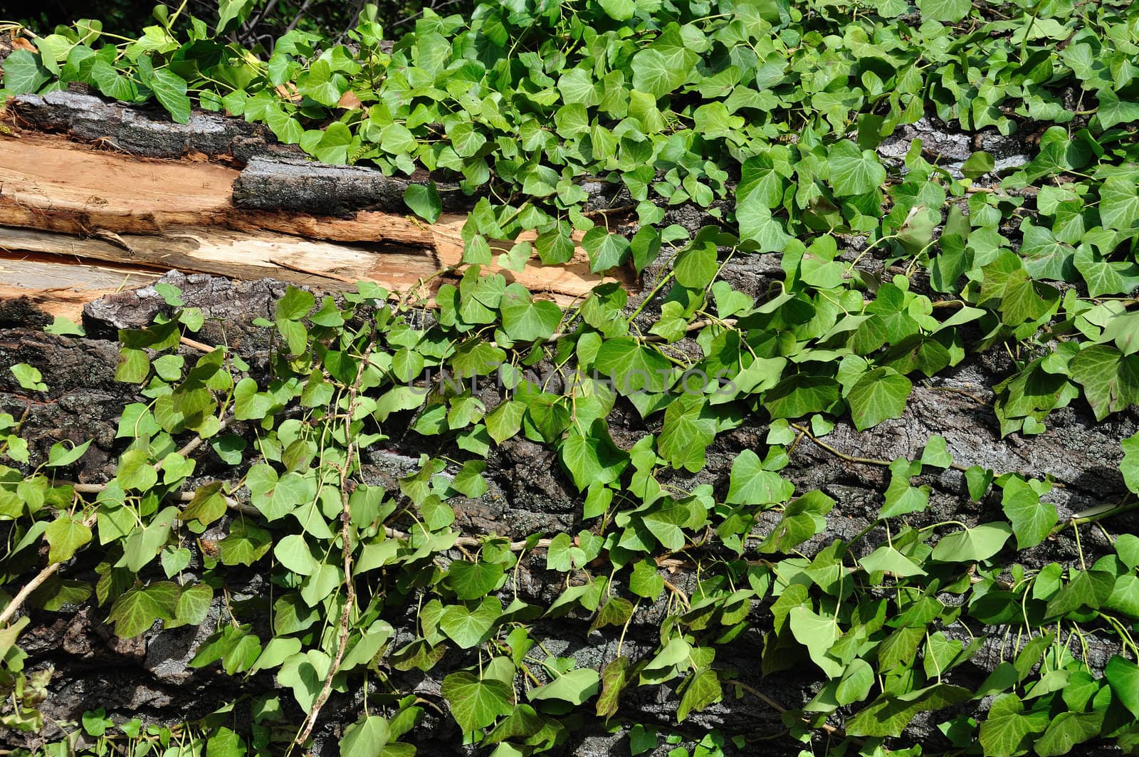 Green ivy and chipped tree trunk. Wood background texture.