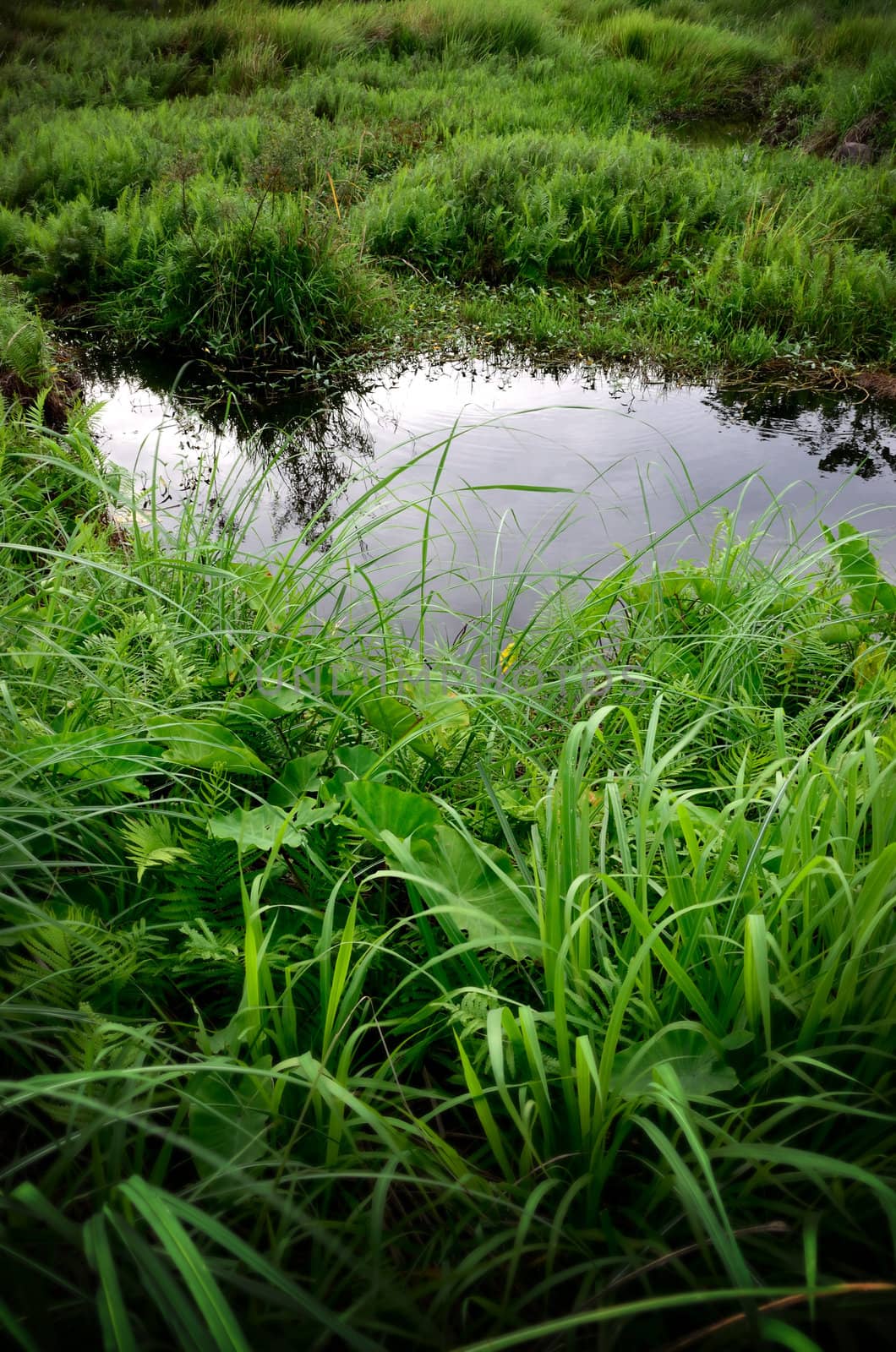 Swamp with fern field around in countryside