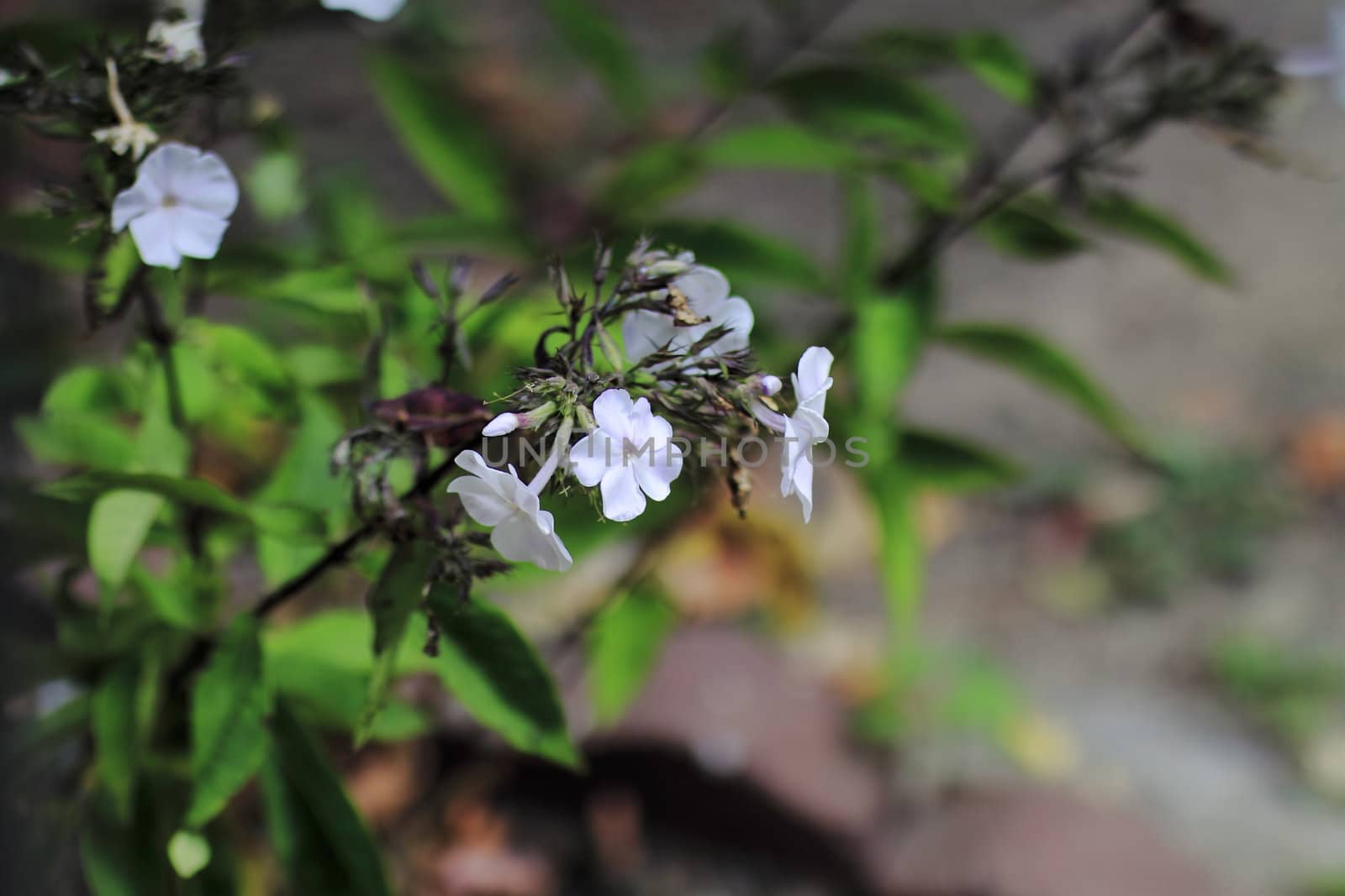 flowers in nature in the park