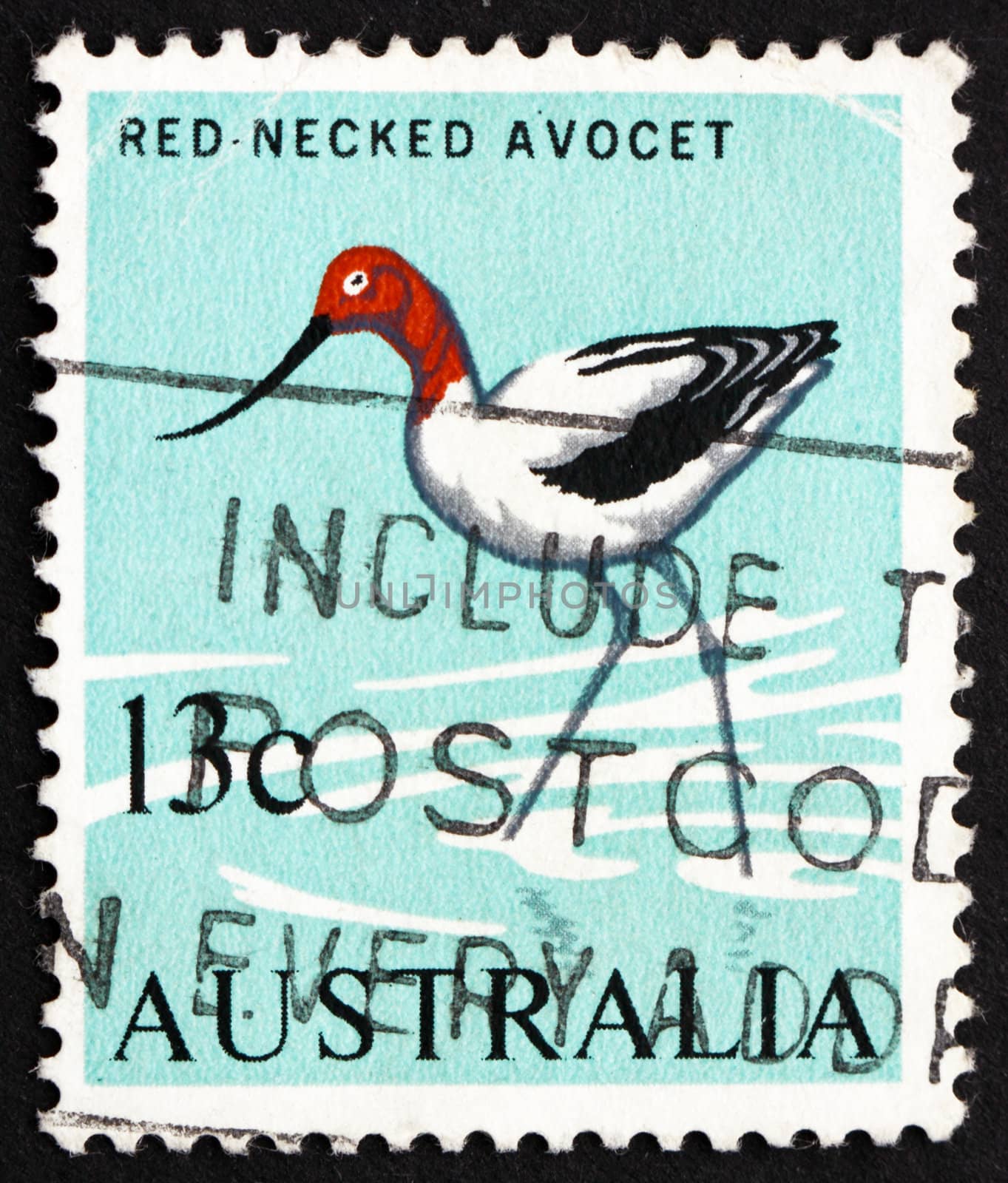 AUSTRALIA - CIRCA 1966: a stamp printed in the Australia shows Red-necked Avocet, Recurvirostra Novaehollandiae, Bird, circa 1966