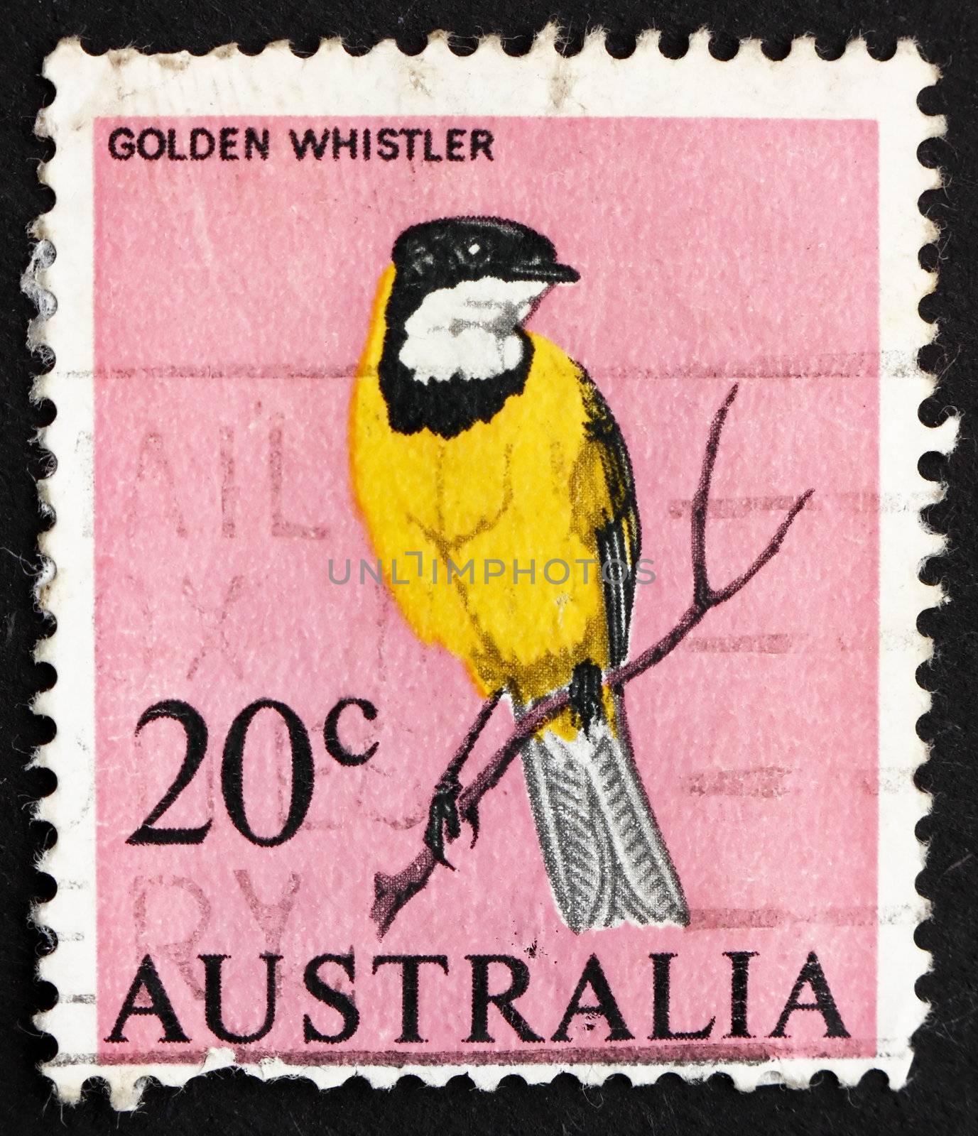 AUSTRALIA - CIRCA 1966: a stamp printed in the Australia shows Golden Whistler, Pachycephala Pectoralis, Bird, circa 1966