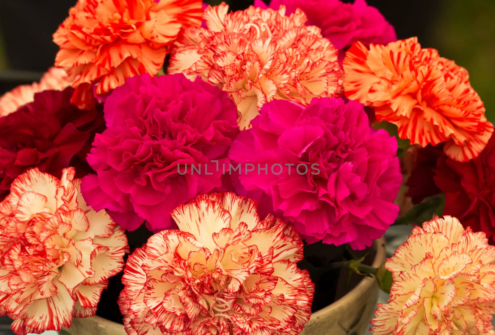 A display of colourful Carnations (Dianthus)