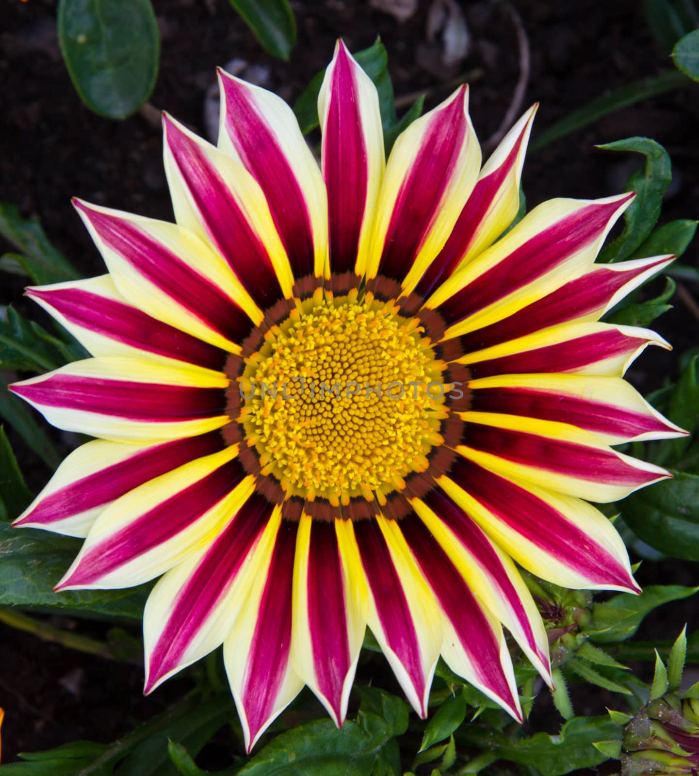 A brightly coloured Striped Flower