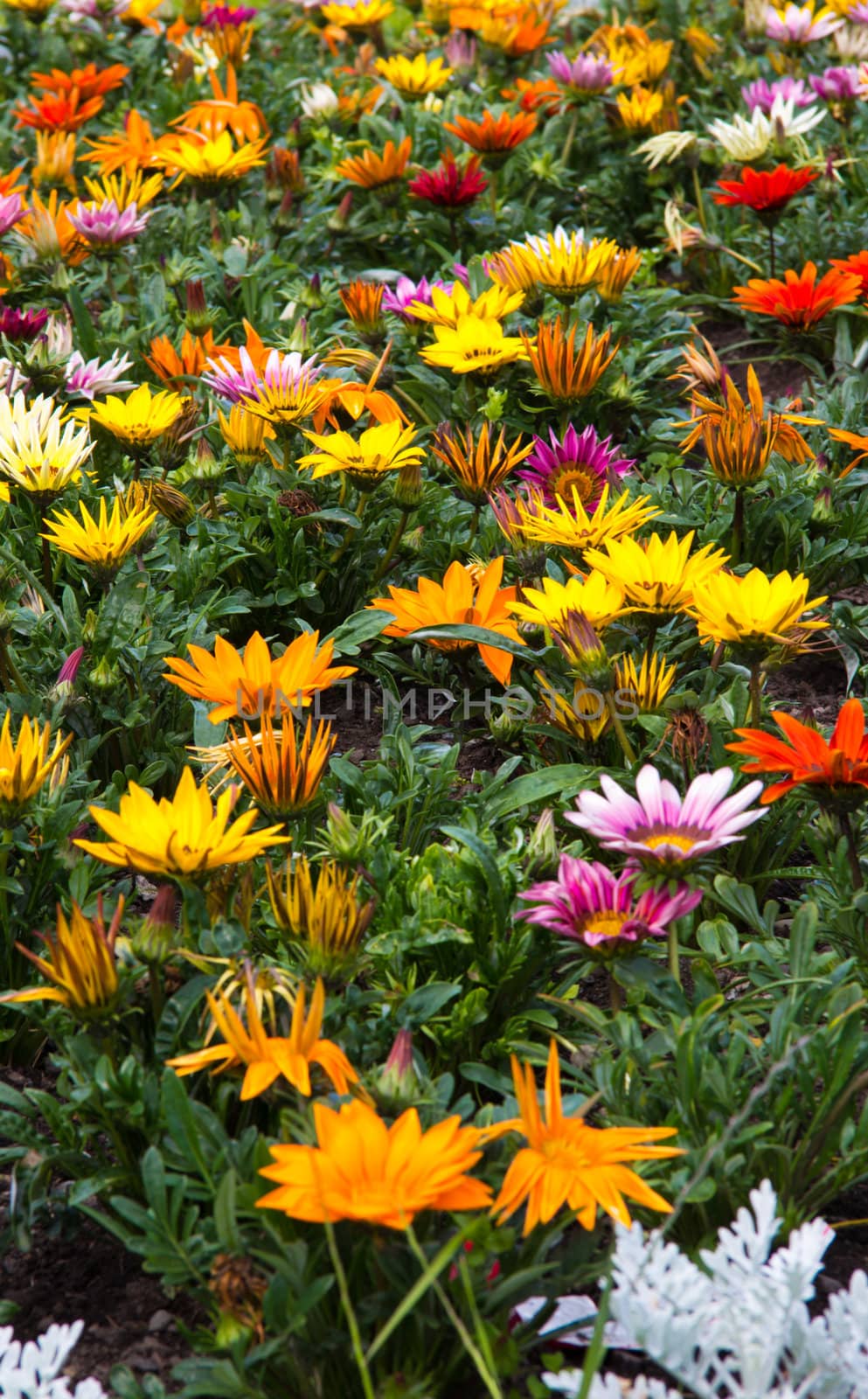 Multi colored Flowers in a garden