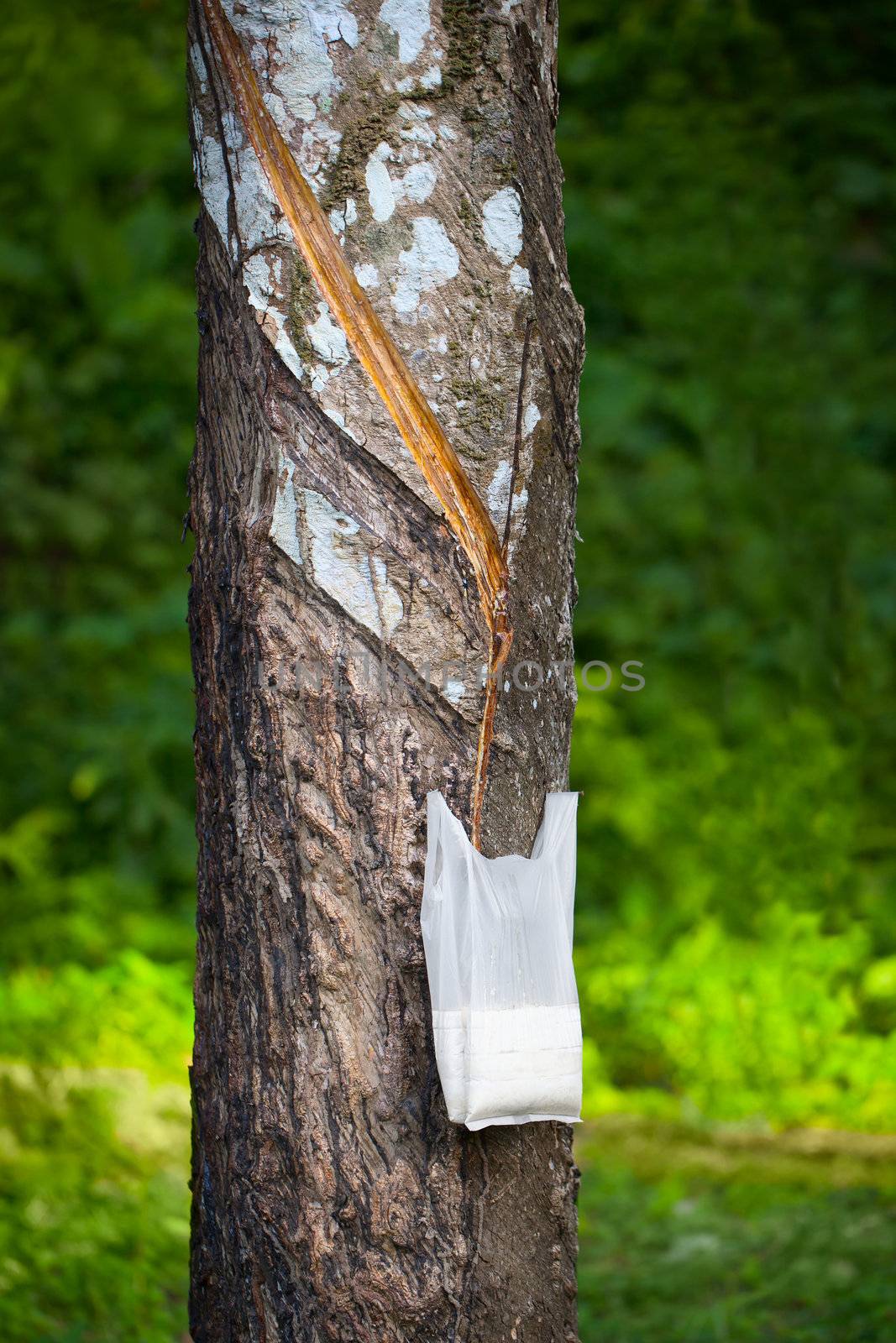 Tapping Hevea tree for the production of latex