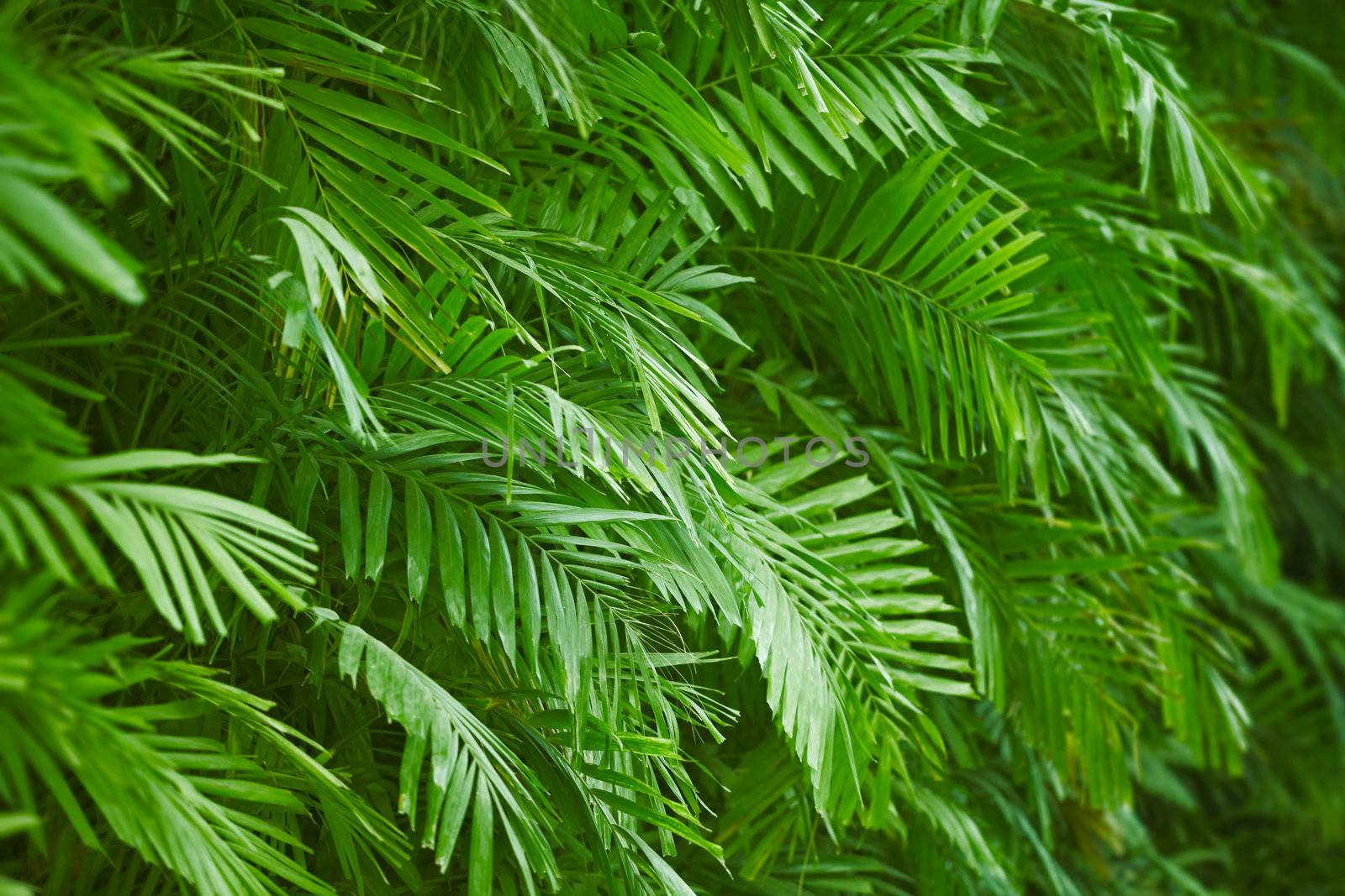 Palm foliage background  by pzaxe