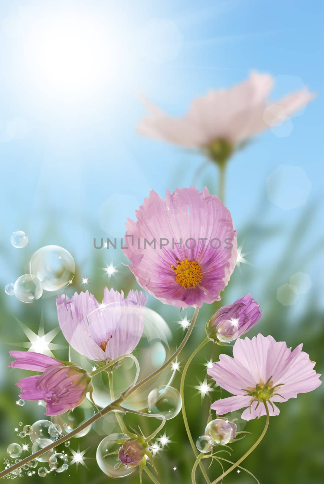 Flowers summer garden by sergey150770SV