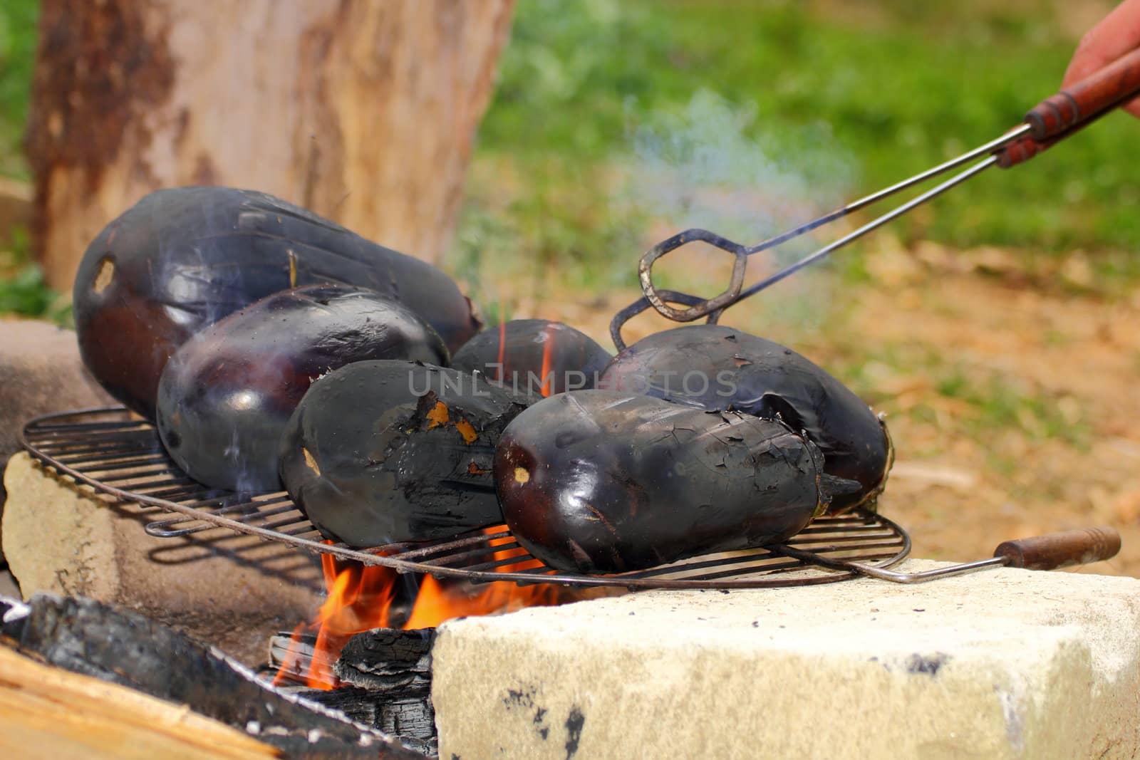 eggplants on campfire by taviphoto