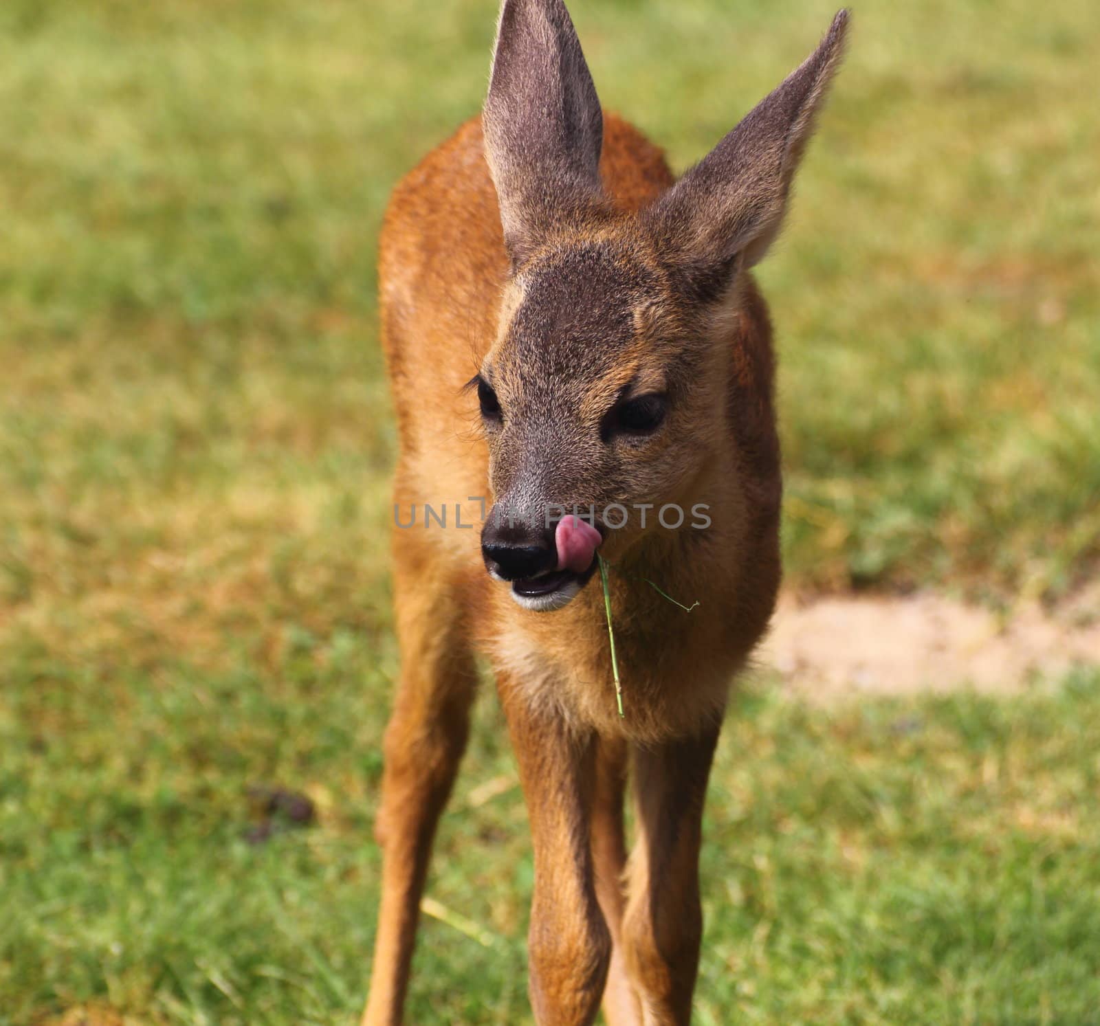 portrait of a roe deer baby eating grass