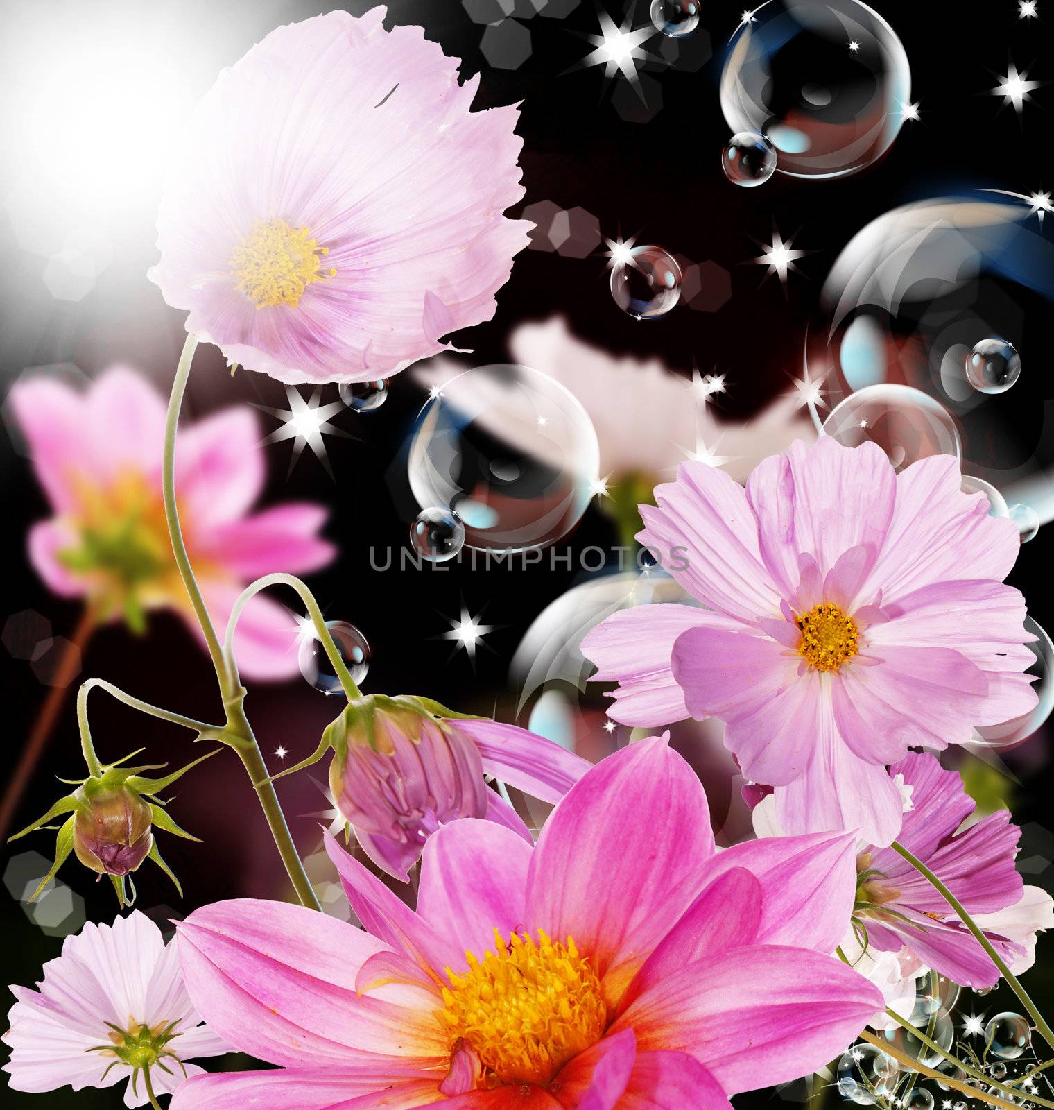 The decorative garden summer flowers by sergey150770SV