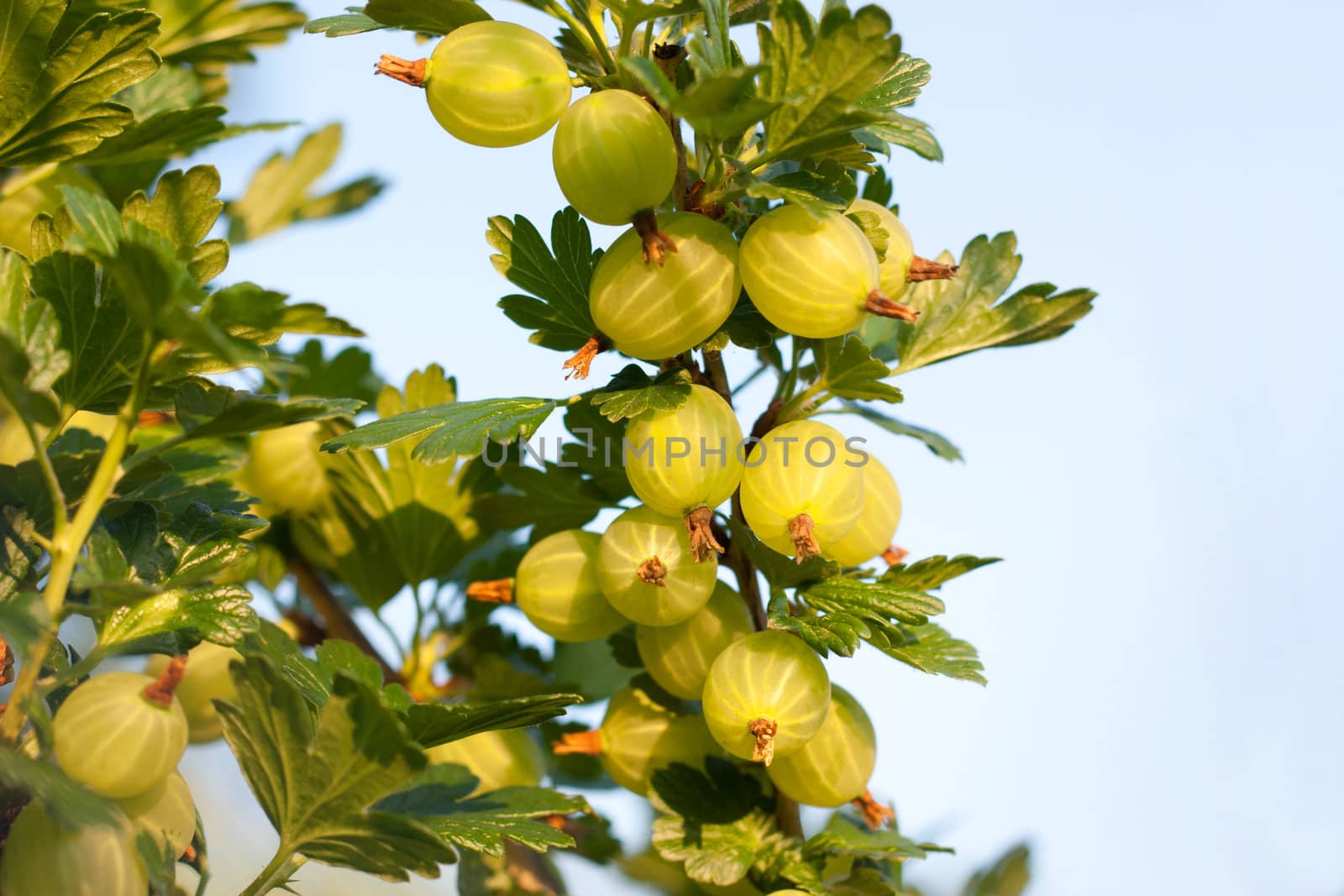 Gooseberries ripening on their branches