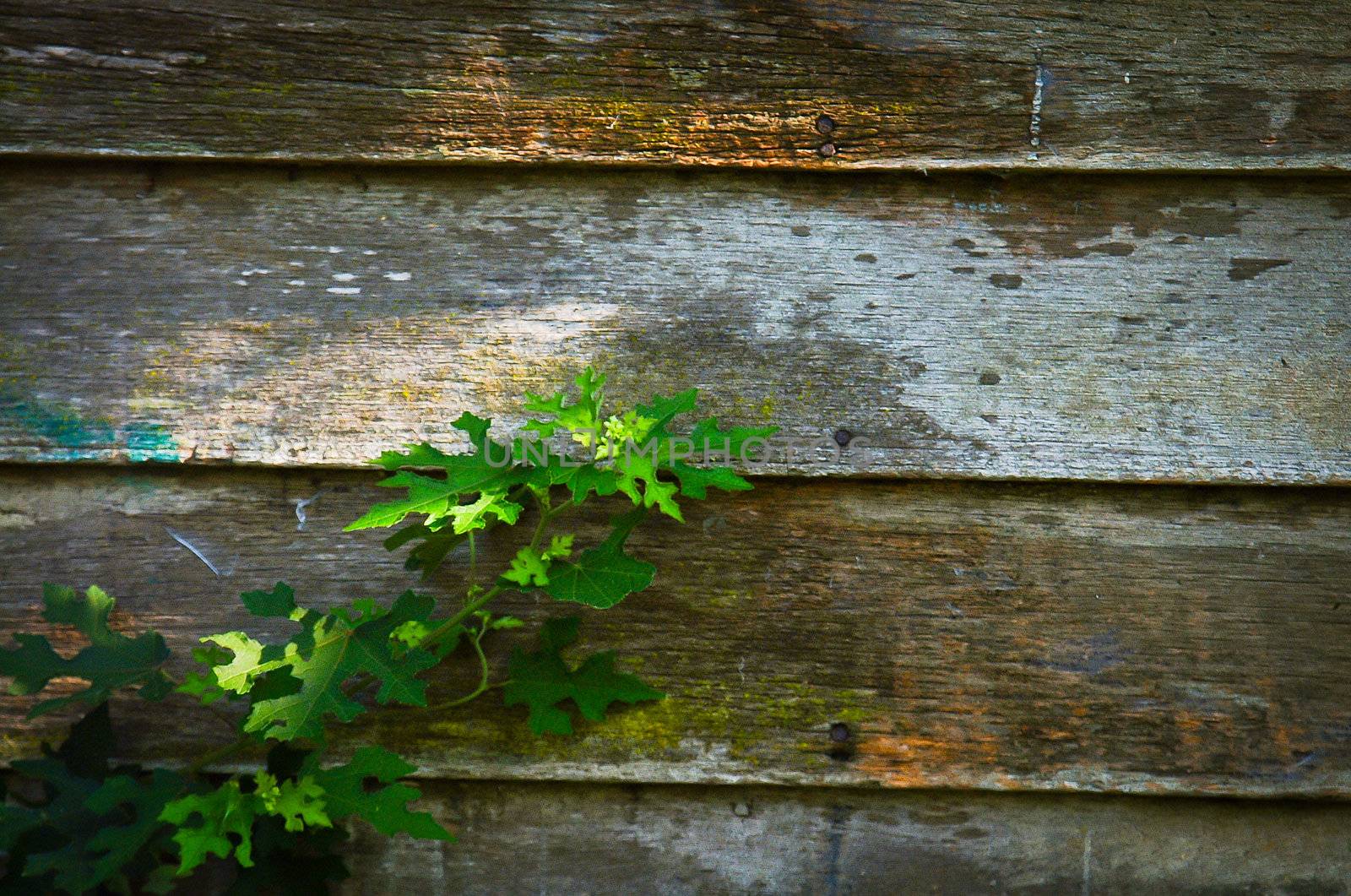 old wood background by heinteh