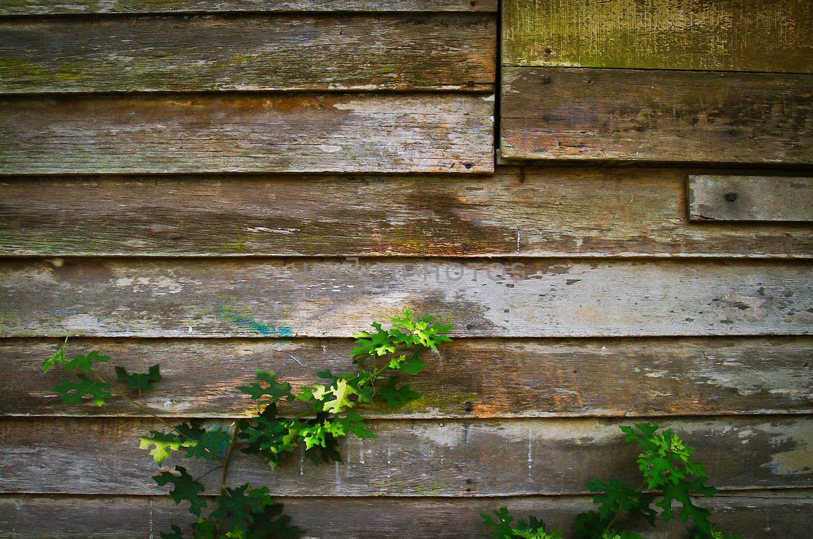 old wood. old wood background